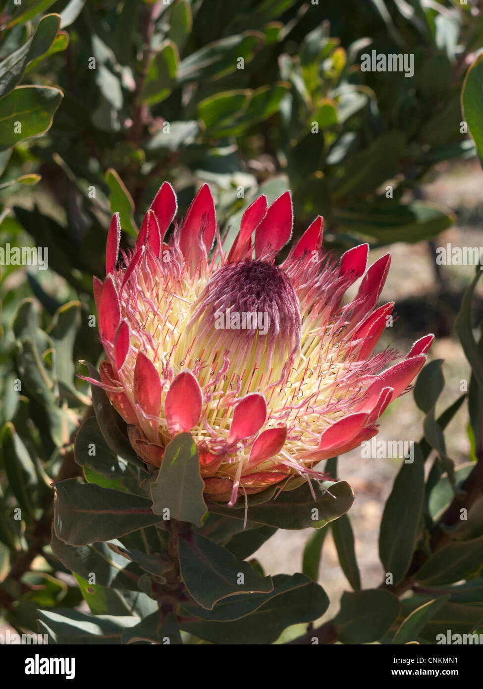 Protea flower in bloom South Africa Stock Photo