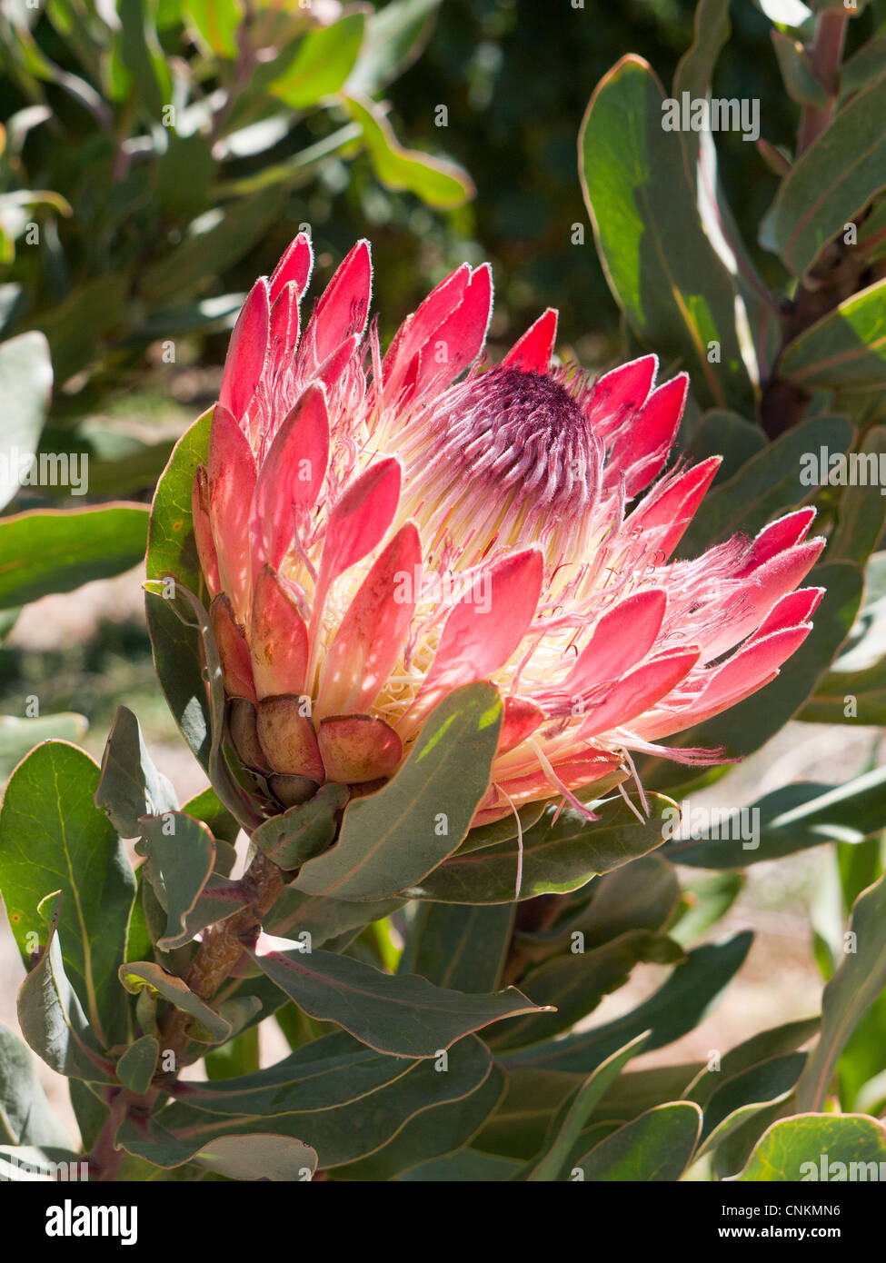 Protea flower in bloom South Africa Stock Photo
