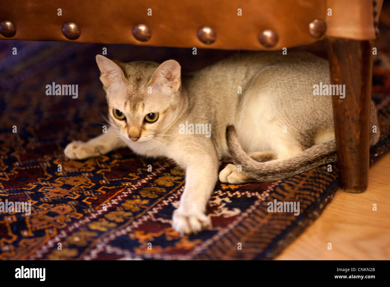 Cat Under Chair High Resolution Stock Photography And Images Alamy