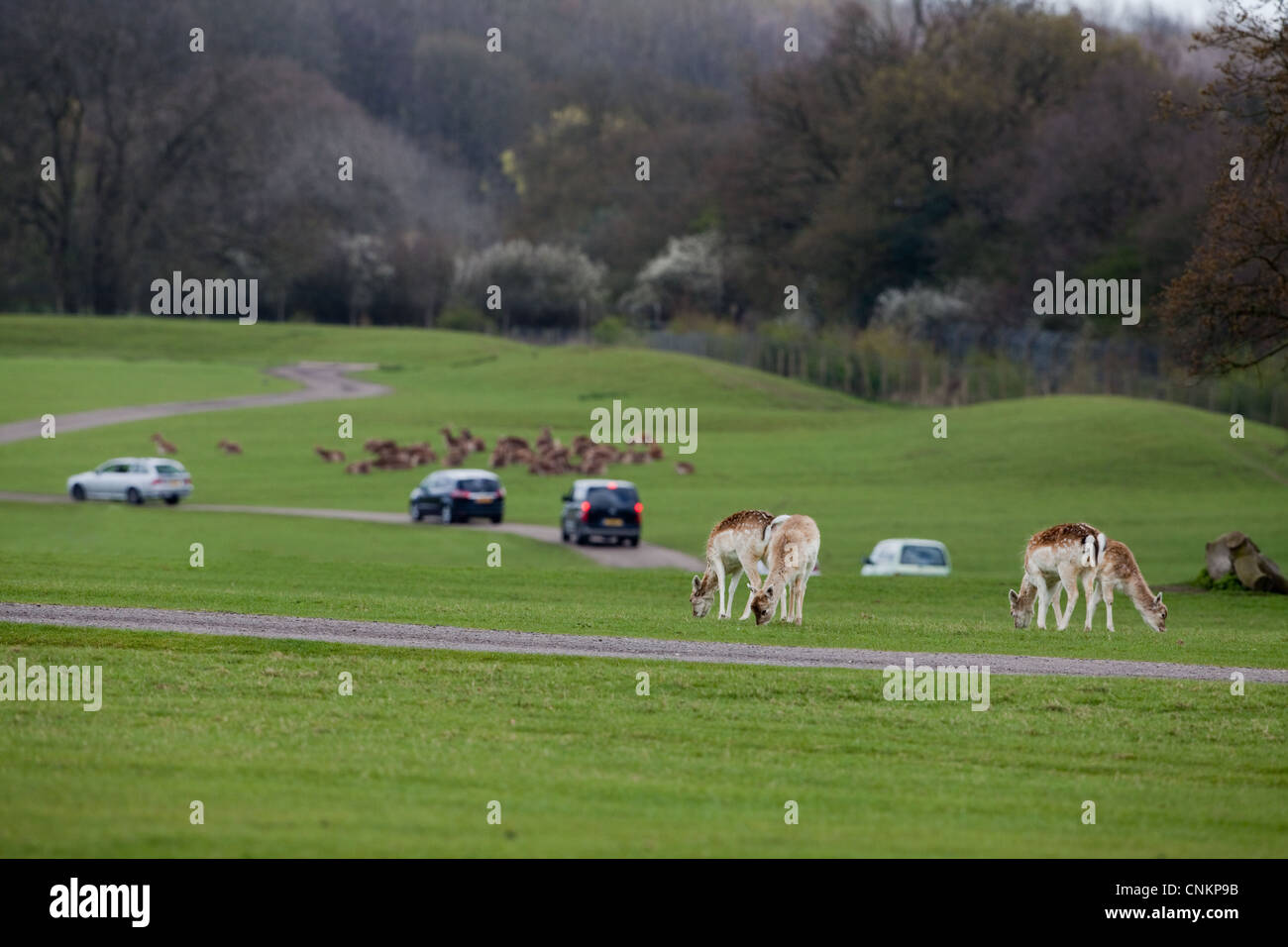 Safari drive by visitors to Whipsnade Zoo, Bedfordshire, around Asia enclosure. Here with Fallow Deer (Dama dama). Stock Photo