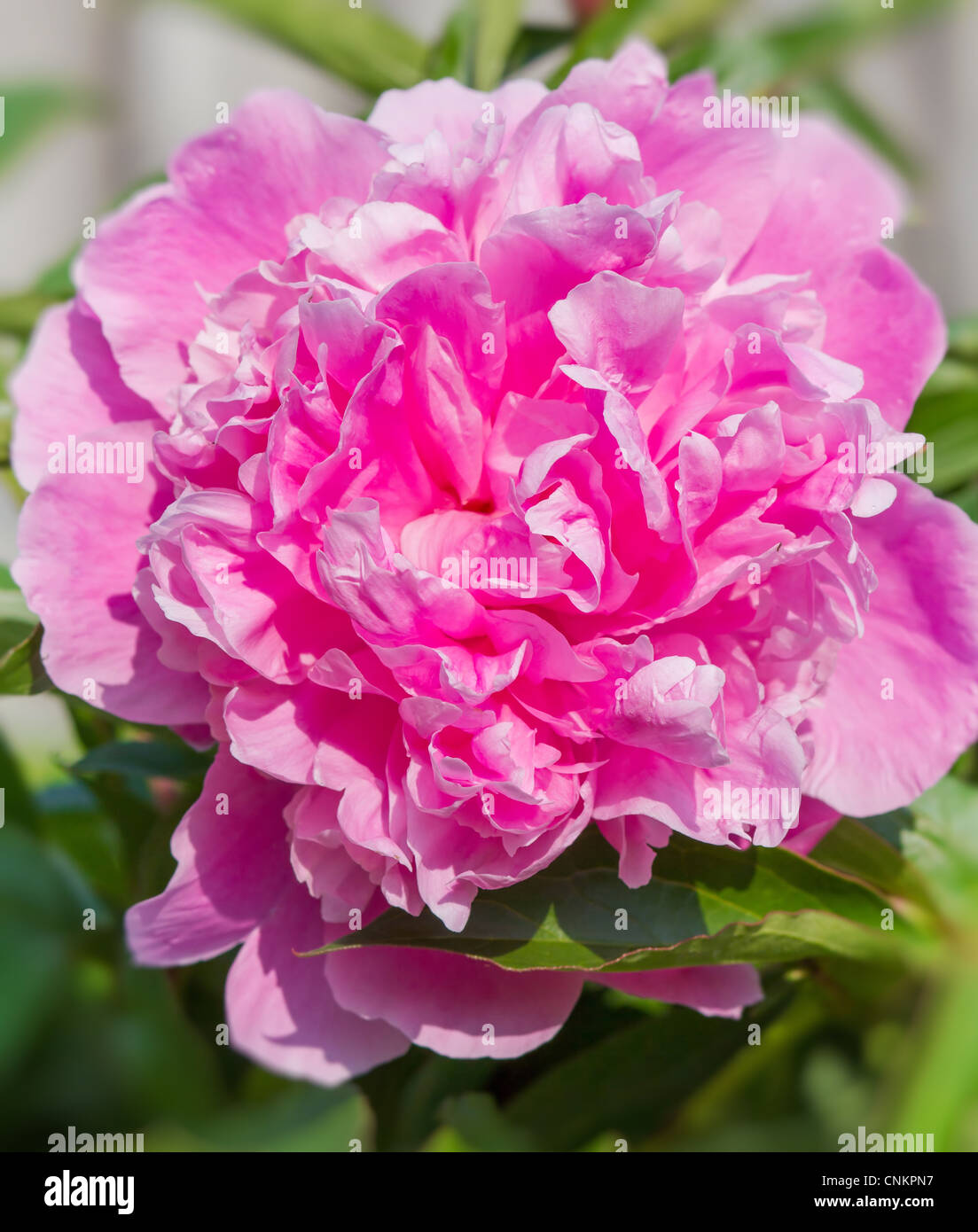 Big pink peony flower in garden with shallow focus Stock Photo - Alamy