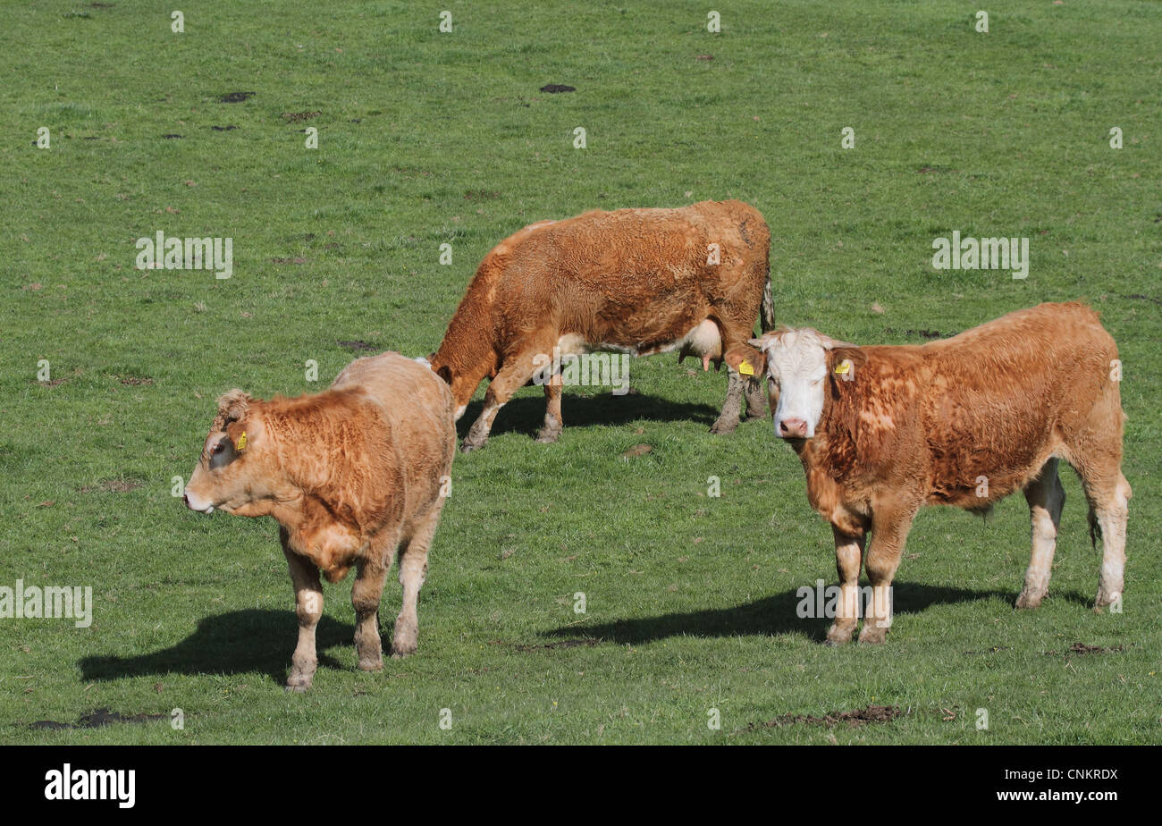 bull cow calf on grass field Stock Photo - Alamy