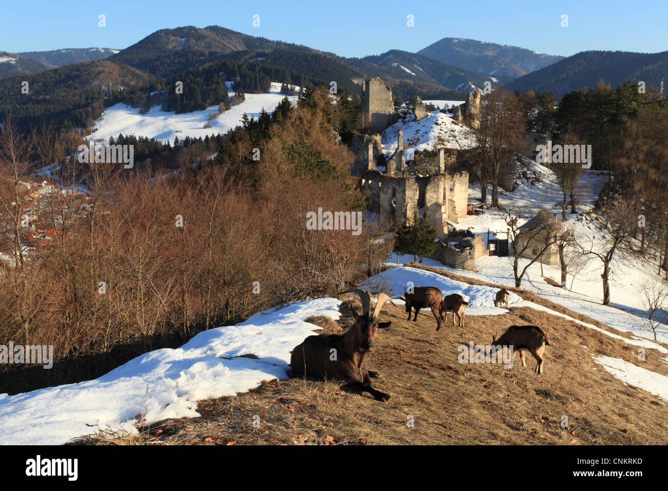 The French Alpine goats (Capra aegagrus hircus) grazing near the castle Sklabina in the Velka Fatra National Park, Slovakia. Stock Photo