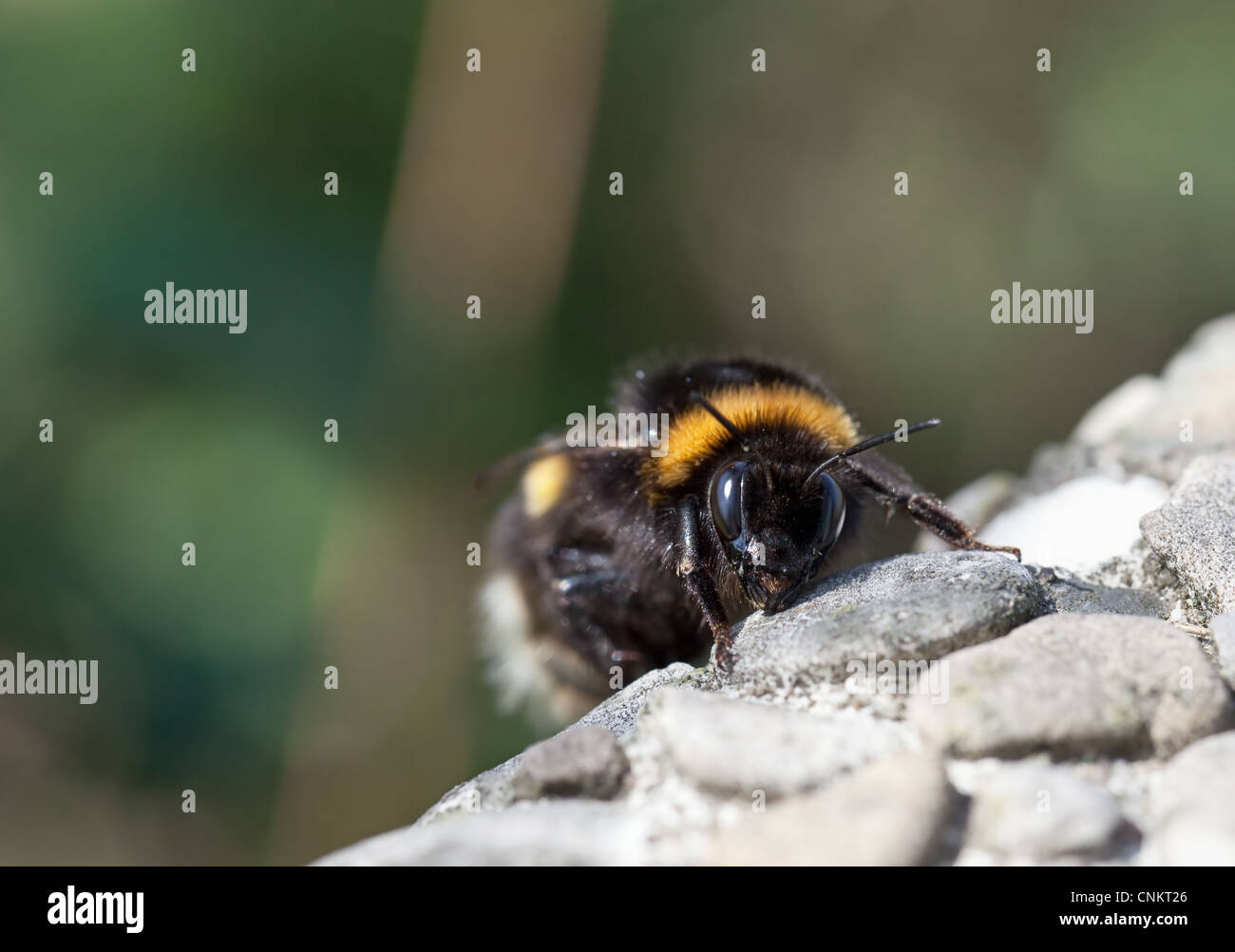 Bumblebee bumble bee closeup hi-res stock photography and images - Alamy