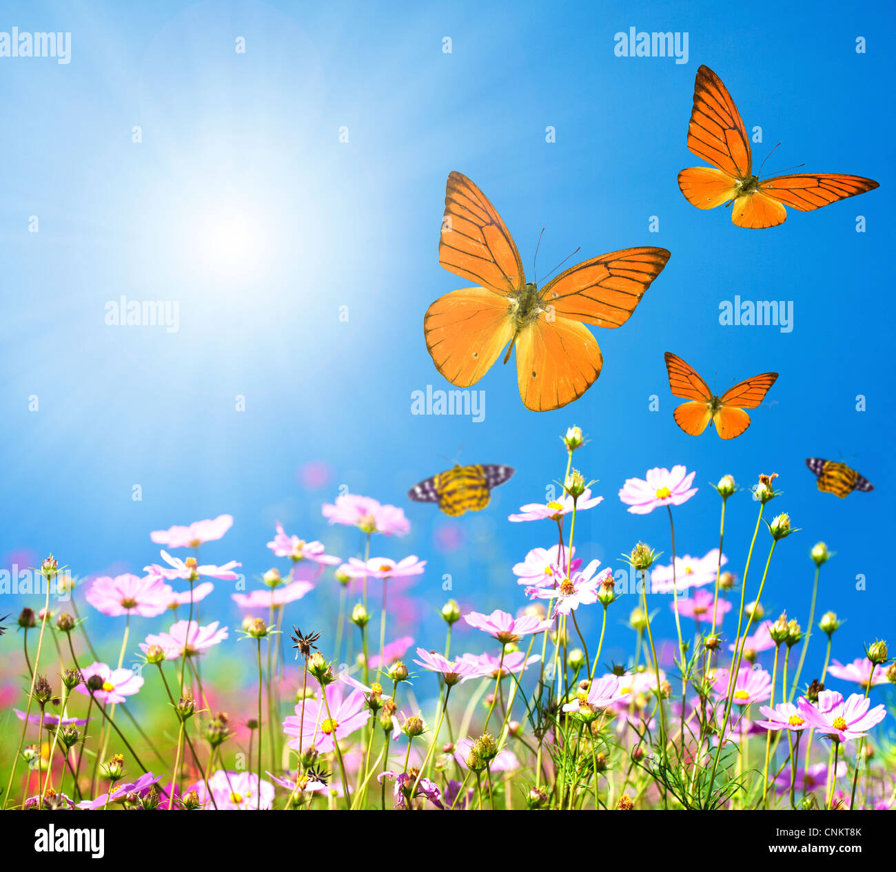 Bunch of spring flowers in the meadow Stock Photo