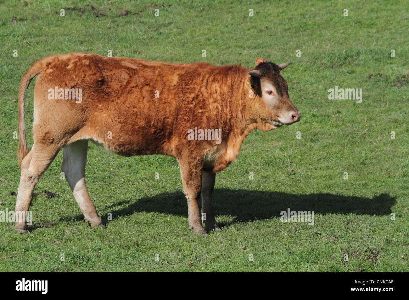 bull cow calf on grass field Stock Photo Alamy