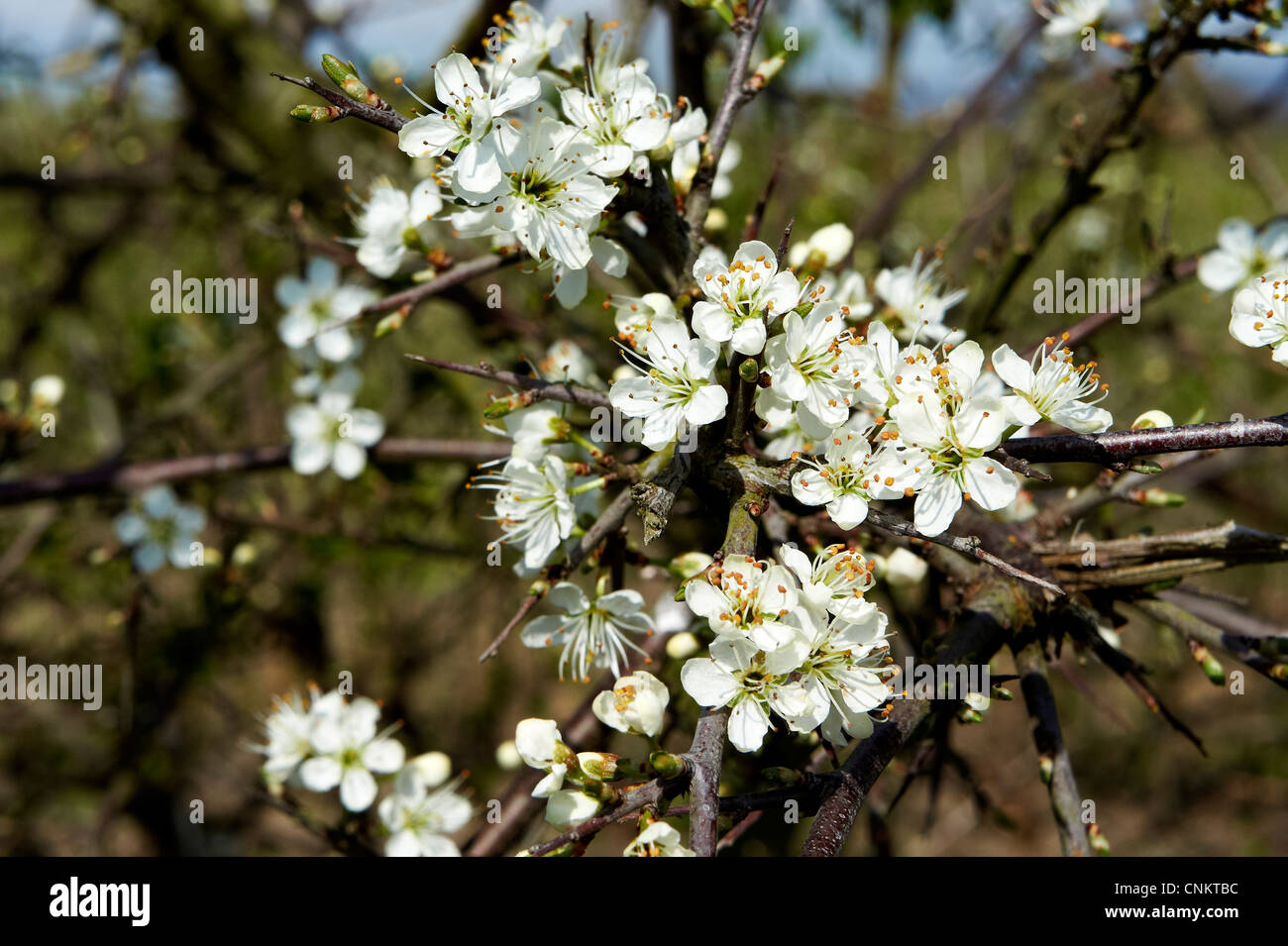 Blackthorn uk hedge spring hi-res stock photography and images - Alamy