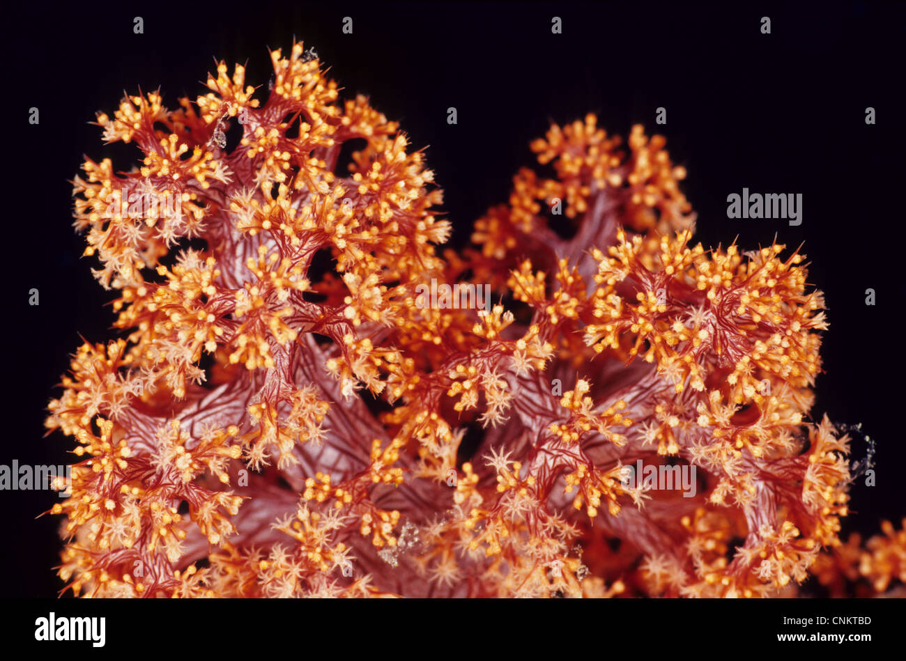 Close-up shot of a tree coral, Dendronephthya sp, showing several branches and neighboring polyps. Stock Photo