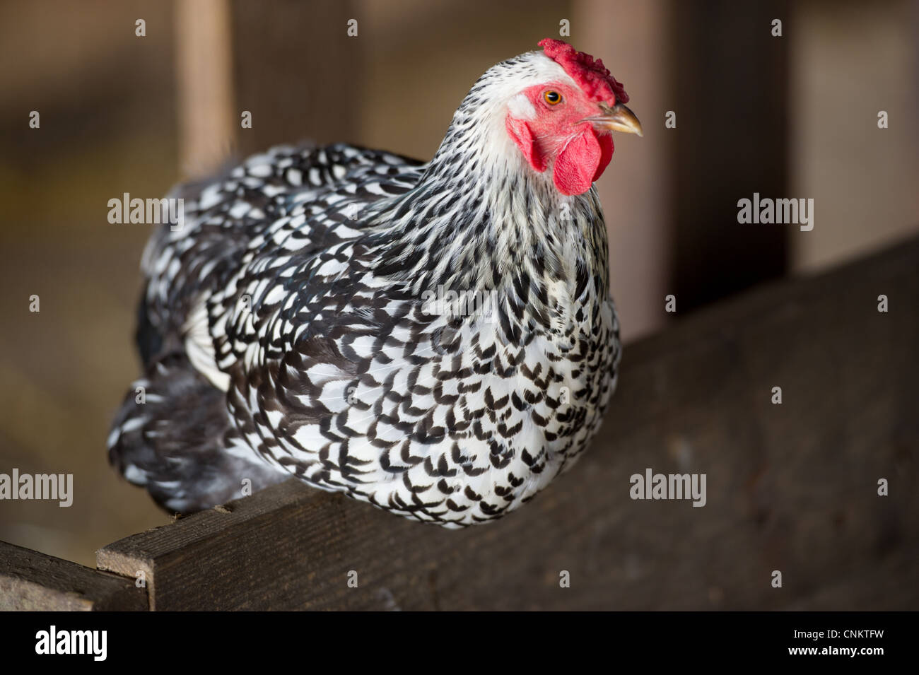 Hen perched on a wooden fence inside barn. Stock Photo