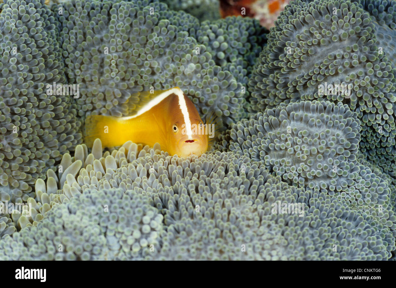 Orange Anemonefish (Amphiprion sandaracinos, Allen 1972) hiding in