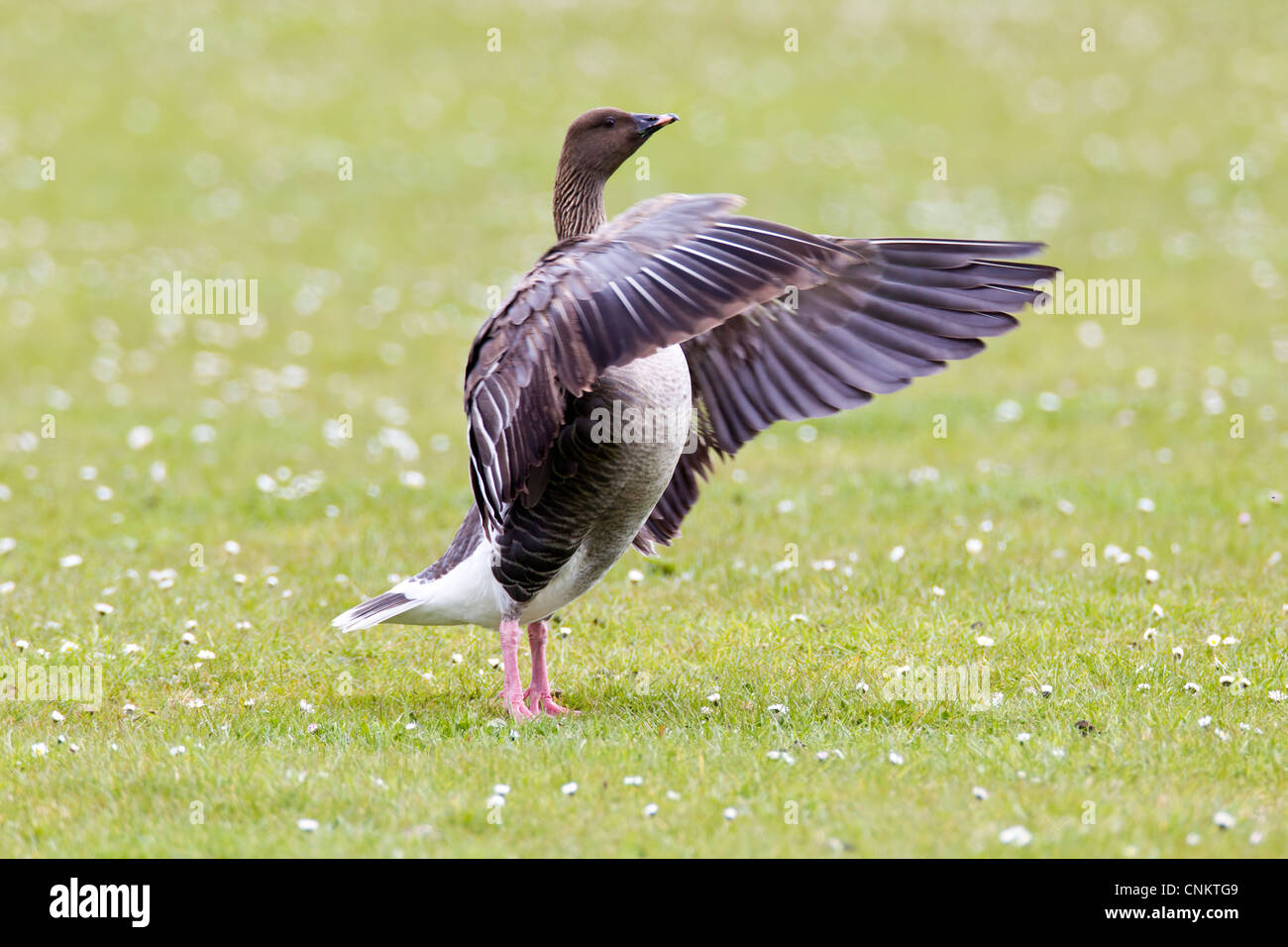 Pink-footed Goose. Anser brachyrhynchus (Anatidae) Stock Photo