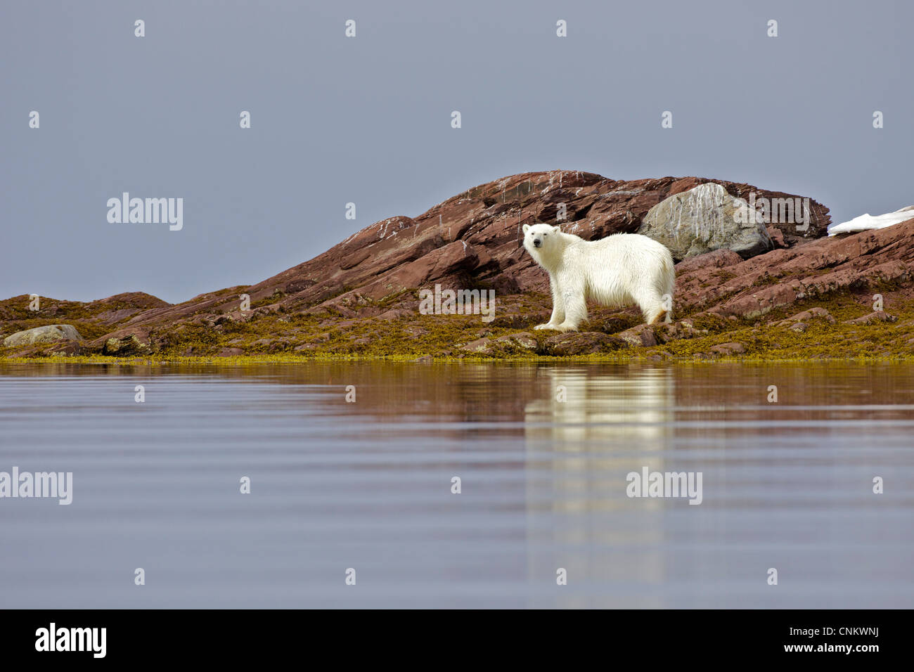 Sub-adult male polar bear in arctic summer, Woodfjorden, Spitzbergen, Svalbard, Norway, Europe Stock Photo