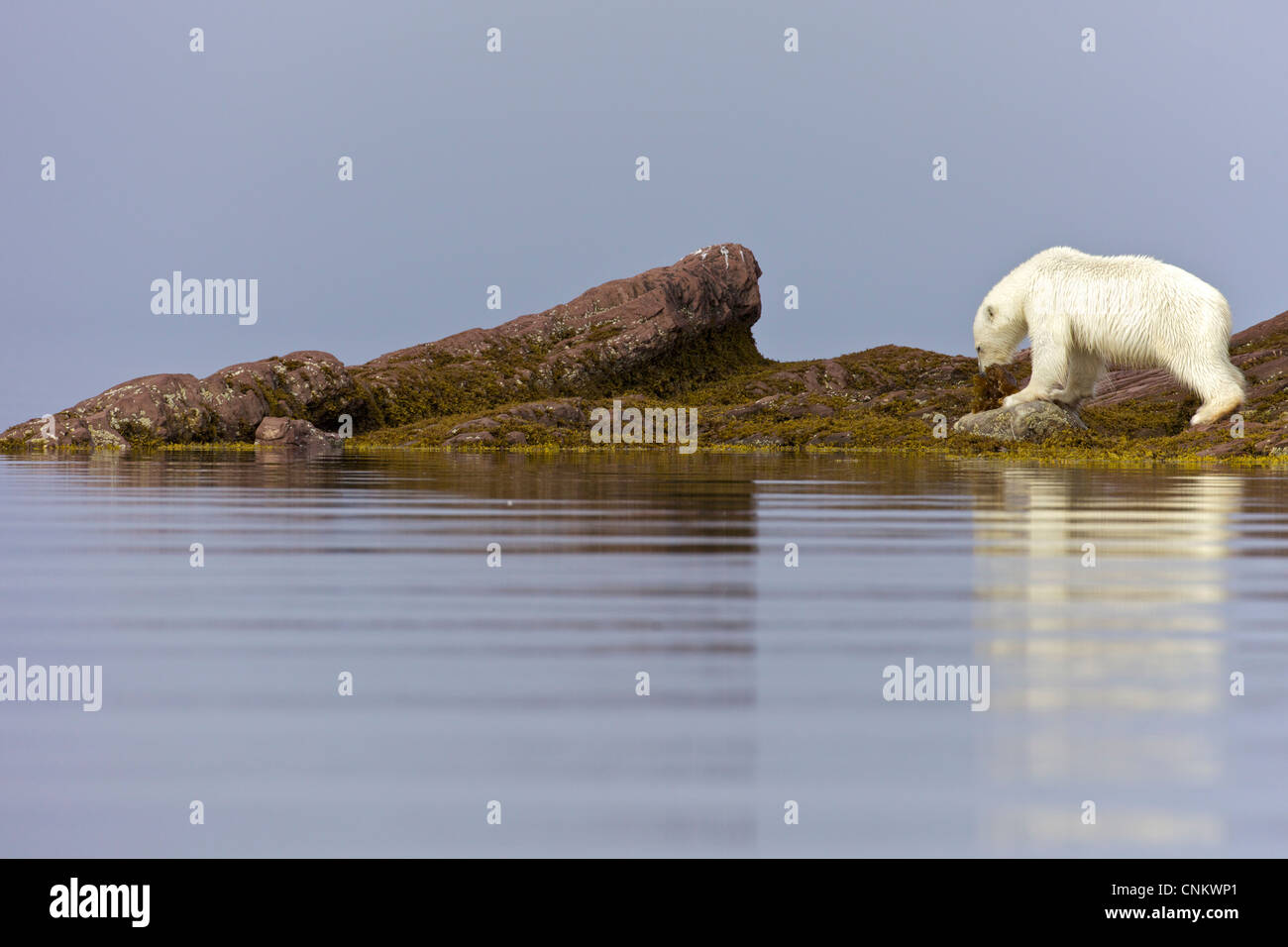 Subadult male polar bear eating kelp in arctic summer, Woodfjorden, Spitzbergen, Svalbard