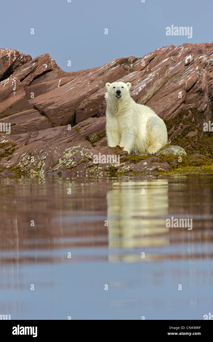 Sub-adult male polar bear in arctic summer, Woodfjorden, Spitzbergen, Svalbard, Norway, Europe Stock Photo