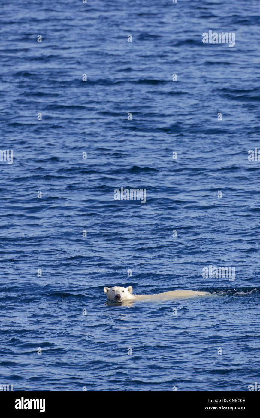 Polar bear swimming in sea off the coastline of Spitzbergen, Svalbard, Arctic Norway, Europe Stock Photo