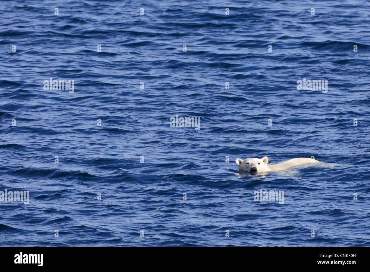 Polar bear swimming in sea off Spitzbergen, Svalbard, Arctic Norway, Europe Stock Photo