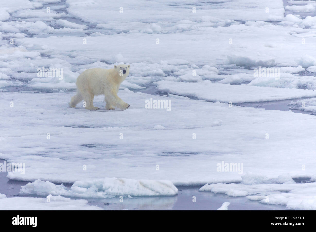 Polar bear on sea ice off coast of Spitzbergen, Svalbard, Arctic Norway, Europe Stock Photo