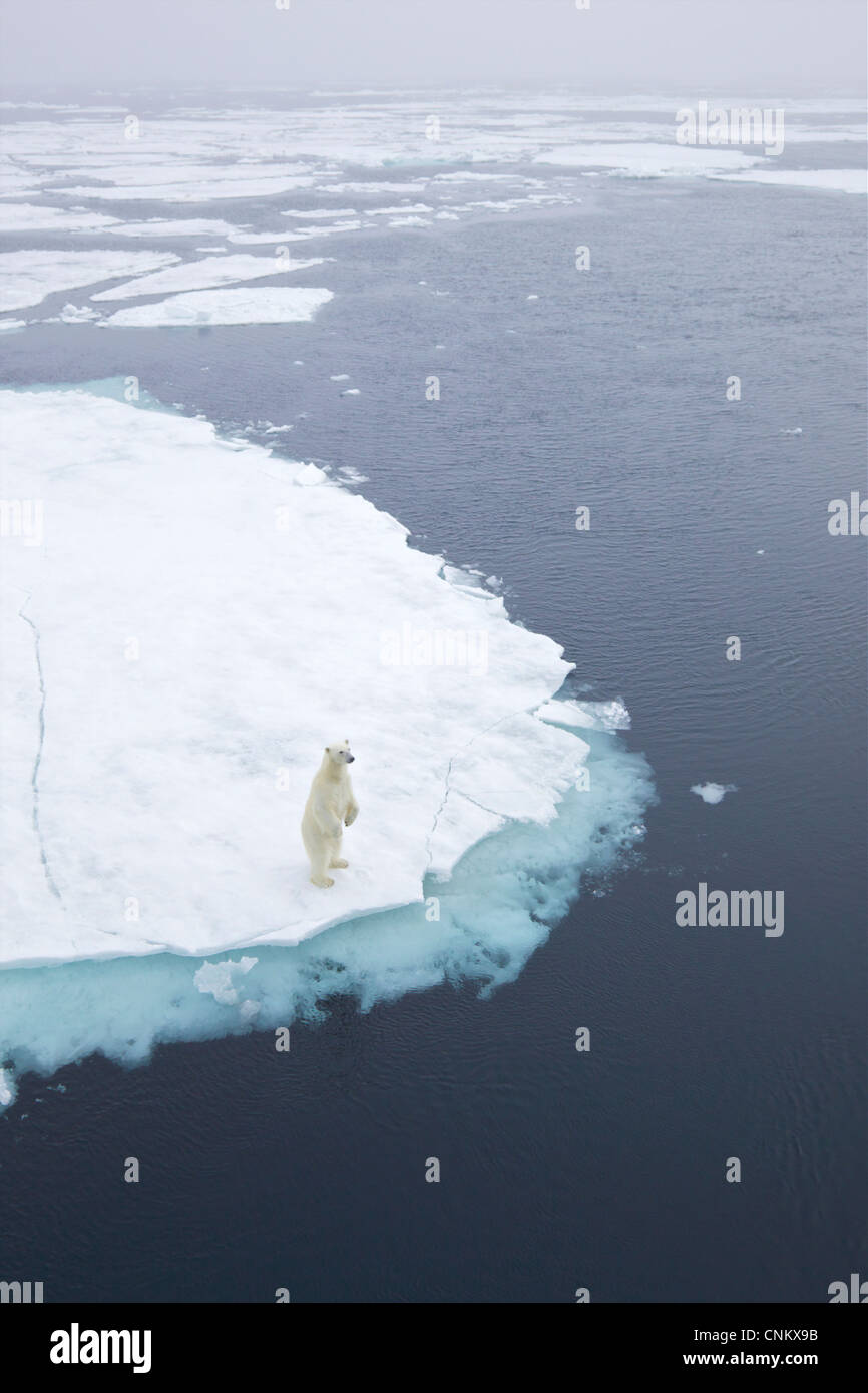 Polar bear on sea ice off coast of Spitzbergen, Svalbard, Arctic Norway, Europe Stock Photo