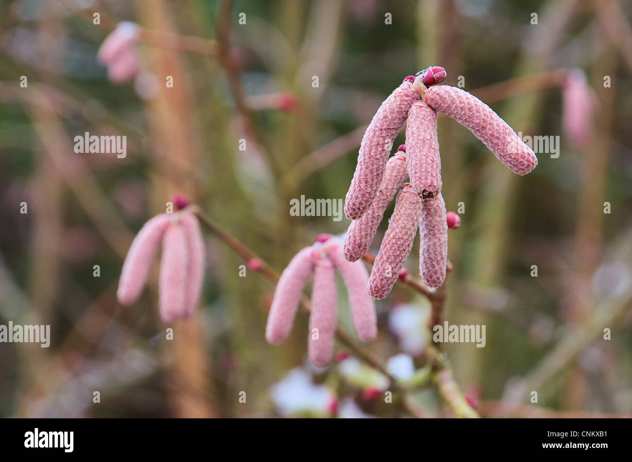 Haselnussbaum - hazel tree 15 Stock Photo