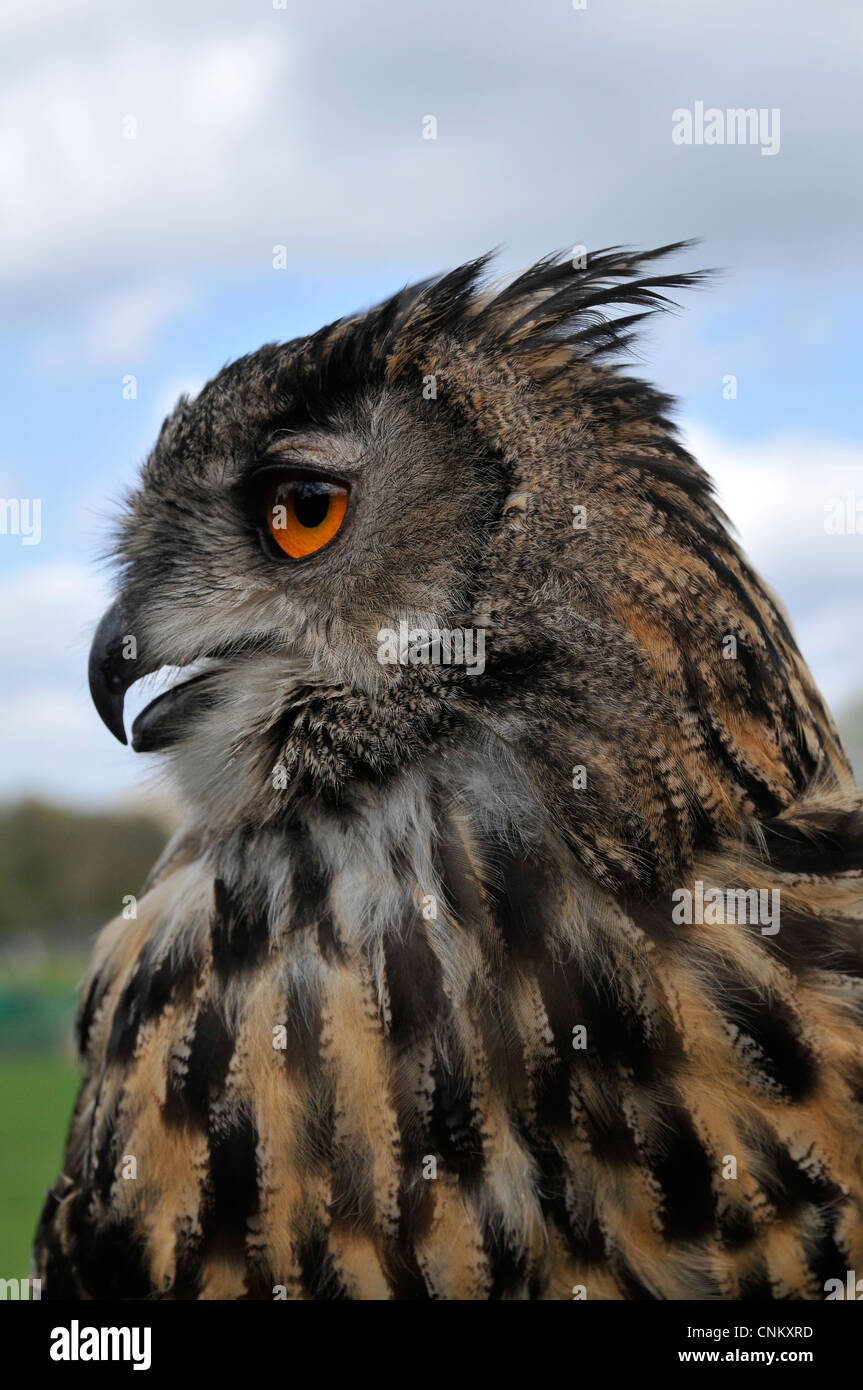 Majestic Eagle owl in English fields Stock Photo Alamy