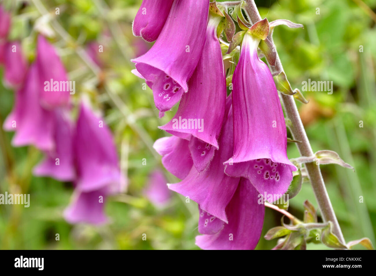 Foxgloves (Digitalis purpurea) on the edge of a field of wheat in Mayenne (Loire country, France). Stock Photo