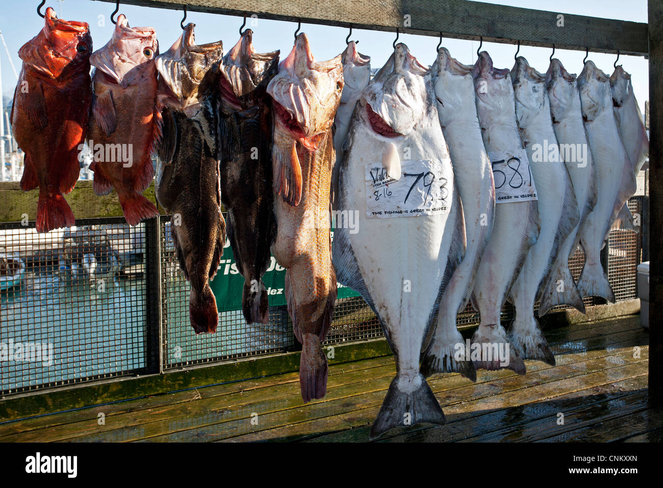 The catch of the day. Valdez Fishing Derby. Alaska. USA Stock Photo Alamy