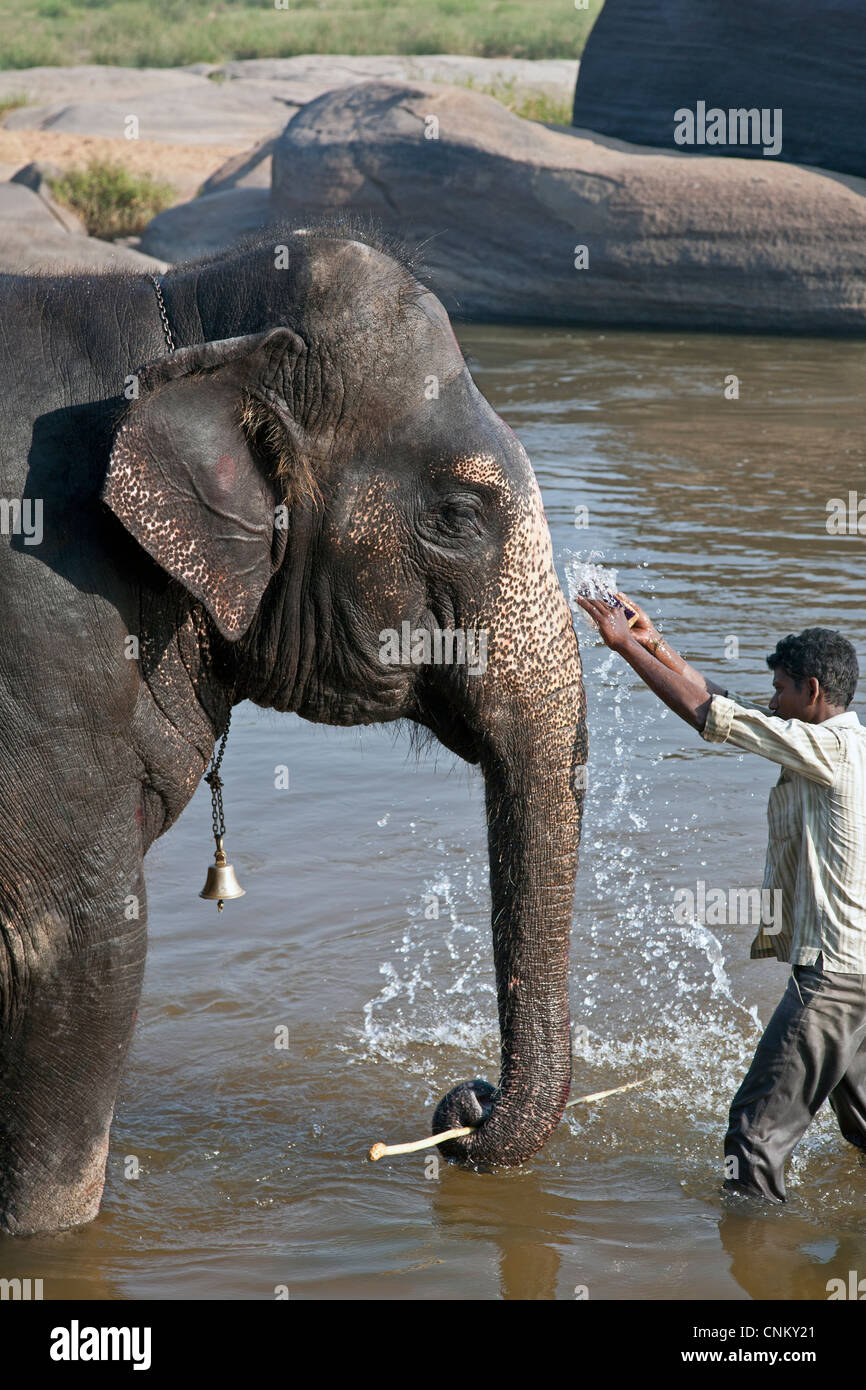 Mahout (elephant keeper) washing his elephant. Hampi. India Stock Photo