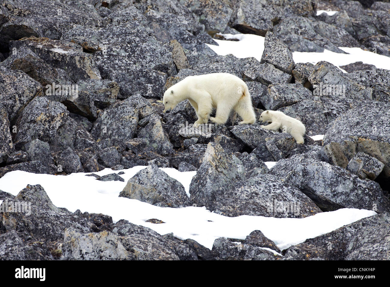 Polar bear and 6 month old cub walking across rocky landscape in northern Spitzbergen, Svalbard, Arctic Norway, Europe Stock Photo