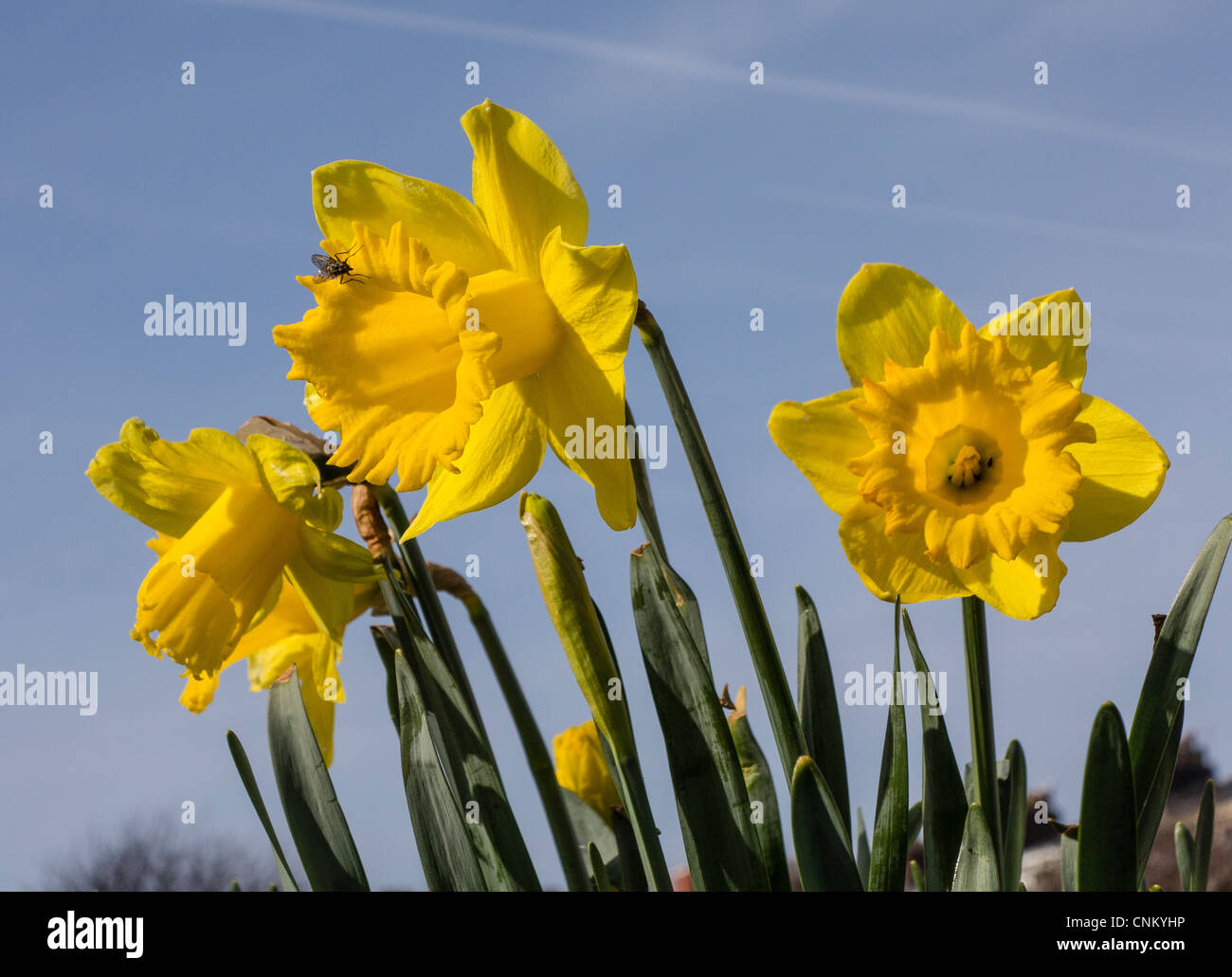 Group of 3 daffodils Yorkshire UK Stock Photo Alamy