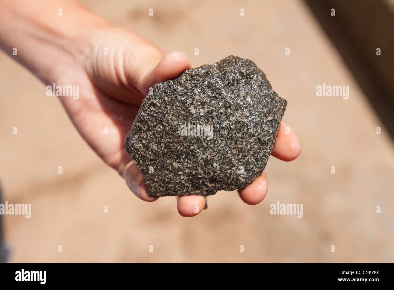 A female geologist holds a rock sample of diorite whilst geological mapping. Stock Photo