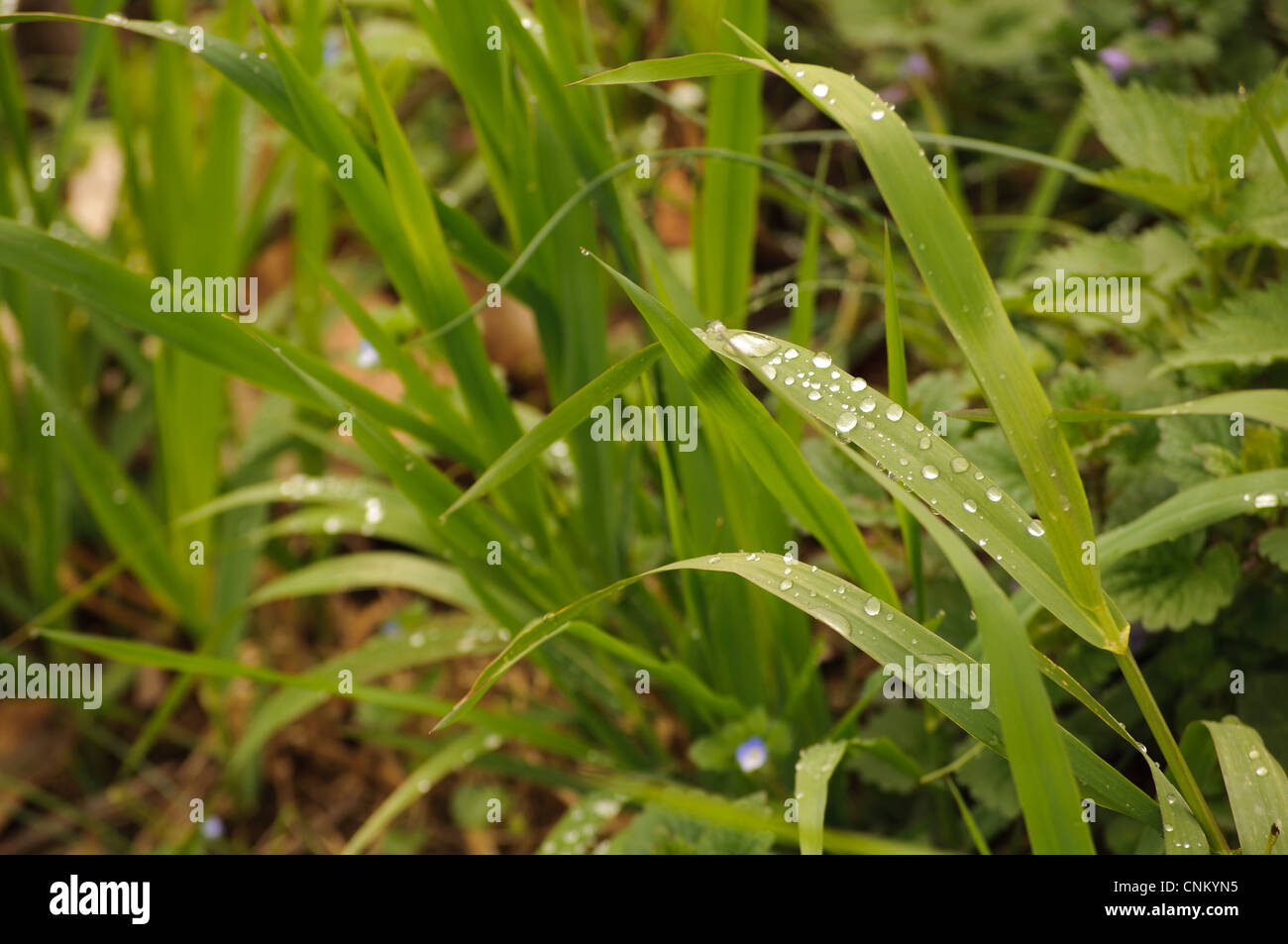 Wet grass hi-res stock photography and images - Alamy