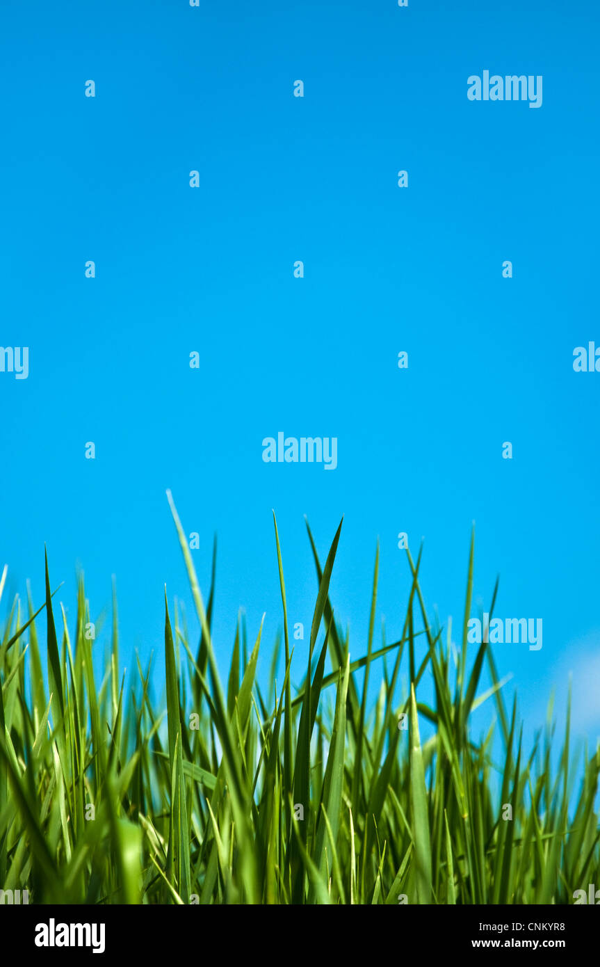 Green grass and sky hi-res stock photography and images - Alamy
