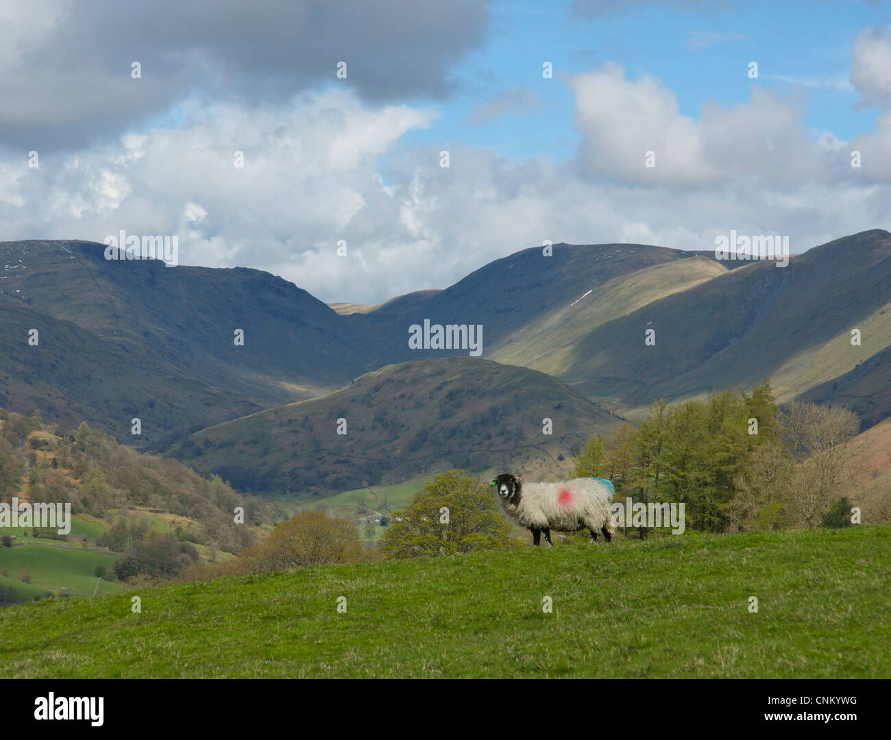 Sheep in the Troutbeck valley, Lake District National Park, Cumbria, England UK Stock Photo