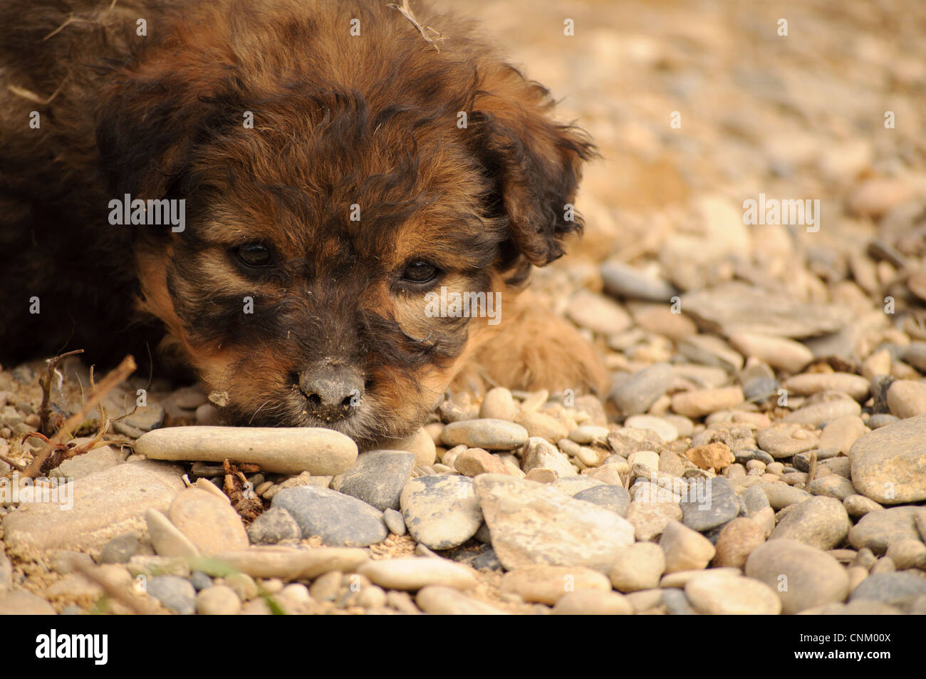 Adorable puppy Stock Photo