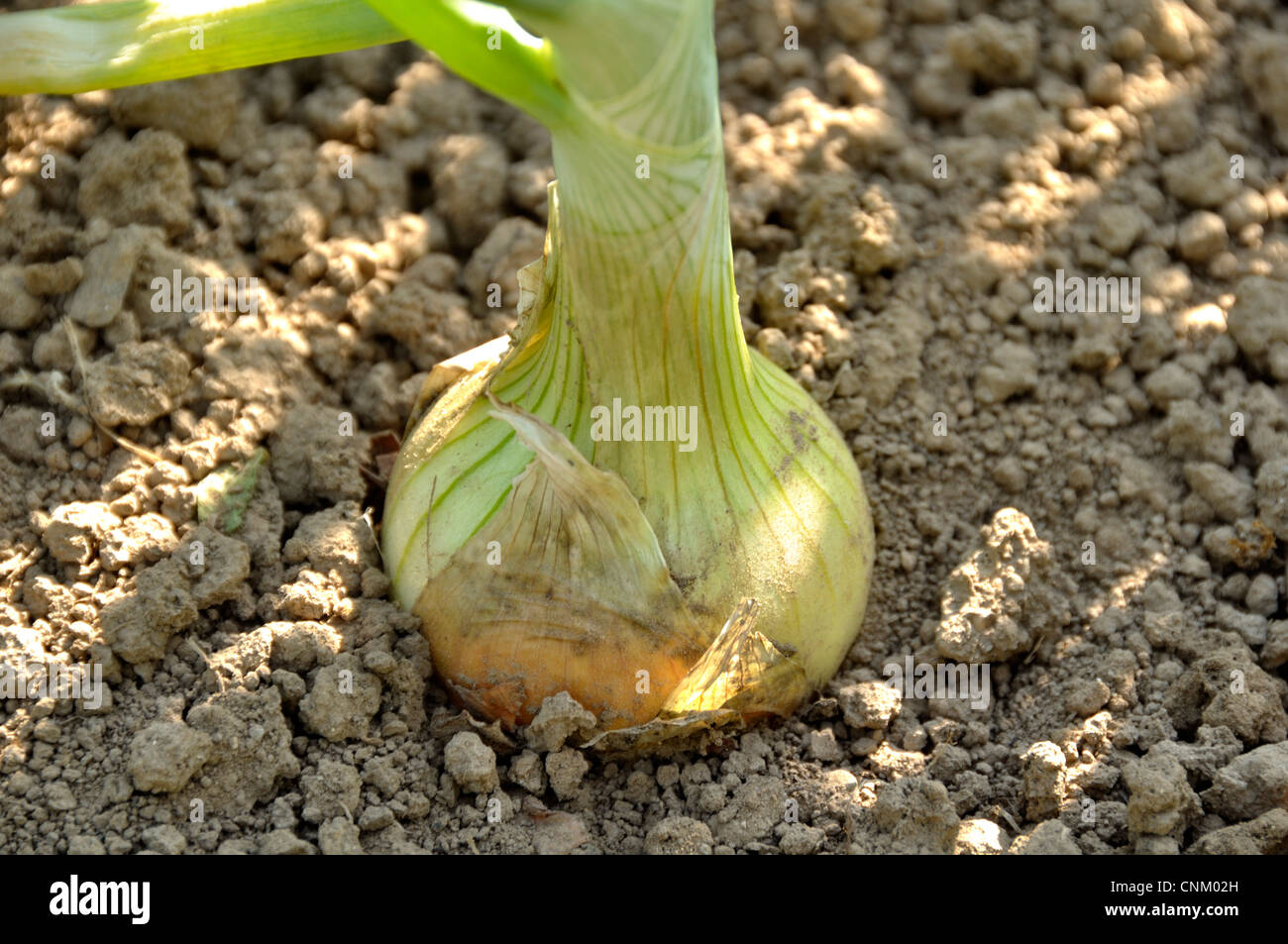 Onion (Allium cepa). Variety : jaune paille des vertus. Stock Photo