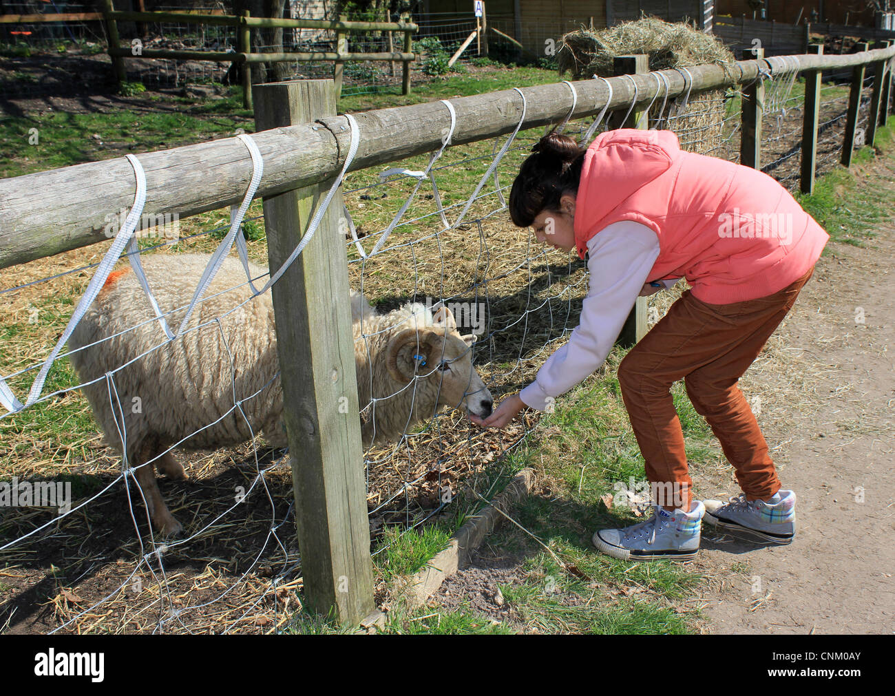Young visitor feeding the friendly sheep at Kingston Maurward ...