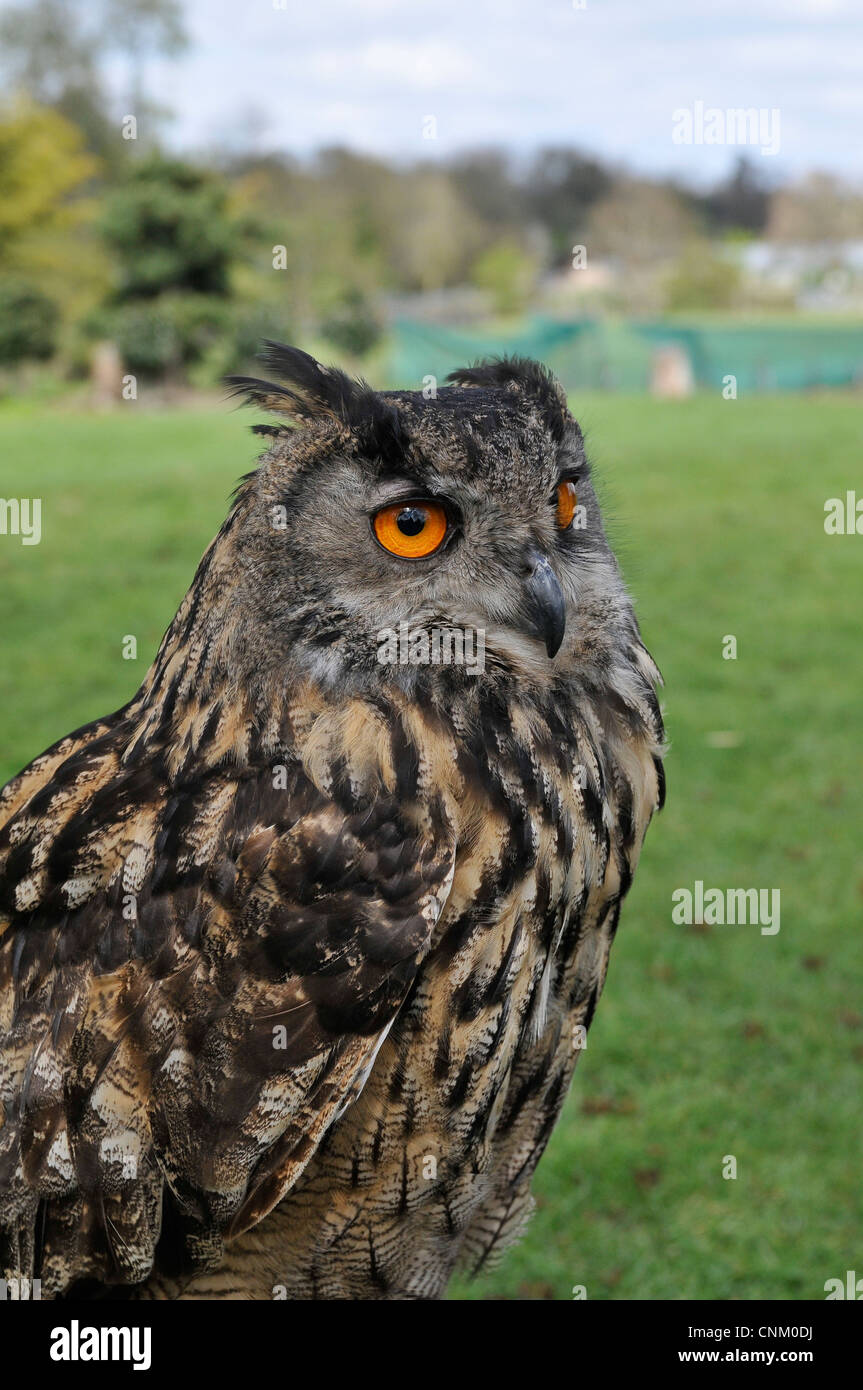 Majestic Eagle owl in English fields Stock Photo Alamy