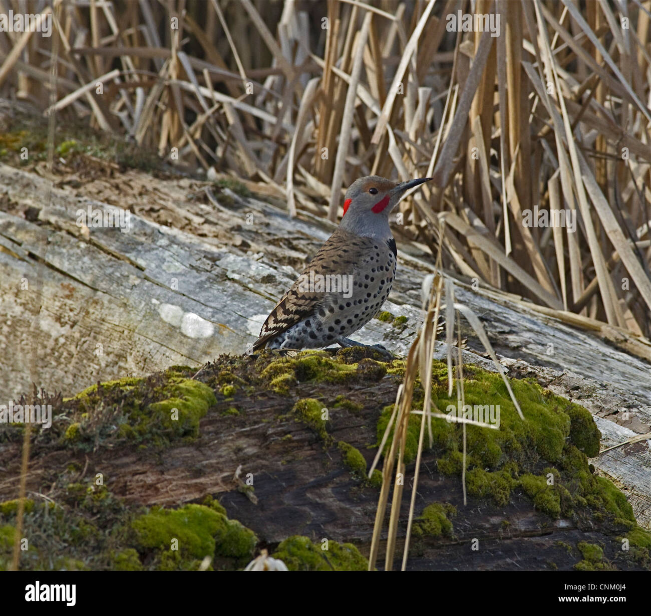 Northern Flicker (Colaptes auratus) Woodpecker Stock Photo