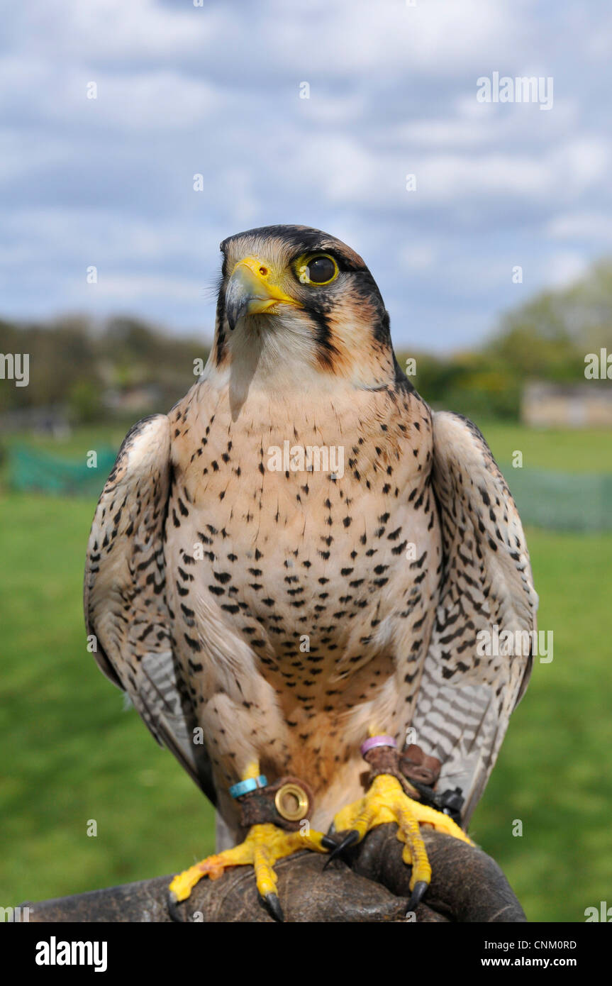 Lanner Falcon homed at Feathers and Fur falconry center Ladds Garden Centre Bath Road Reading Stock Photo