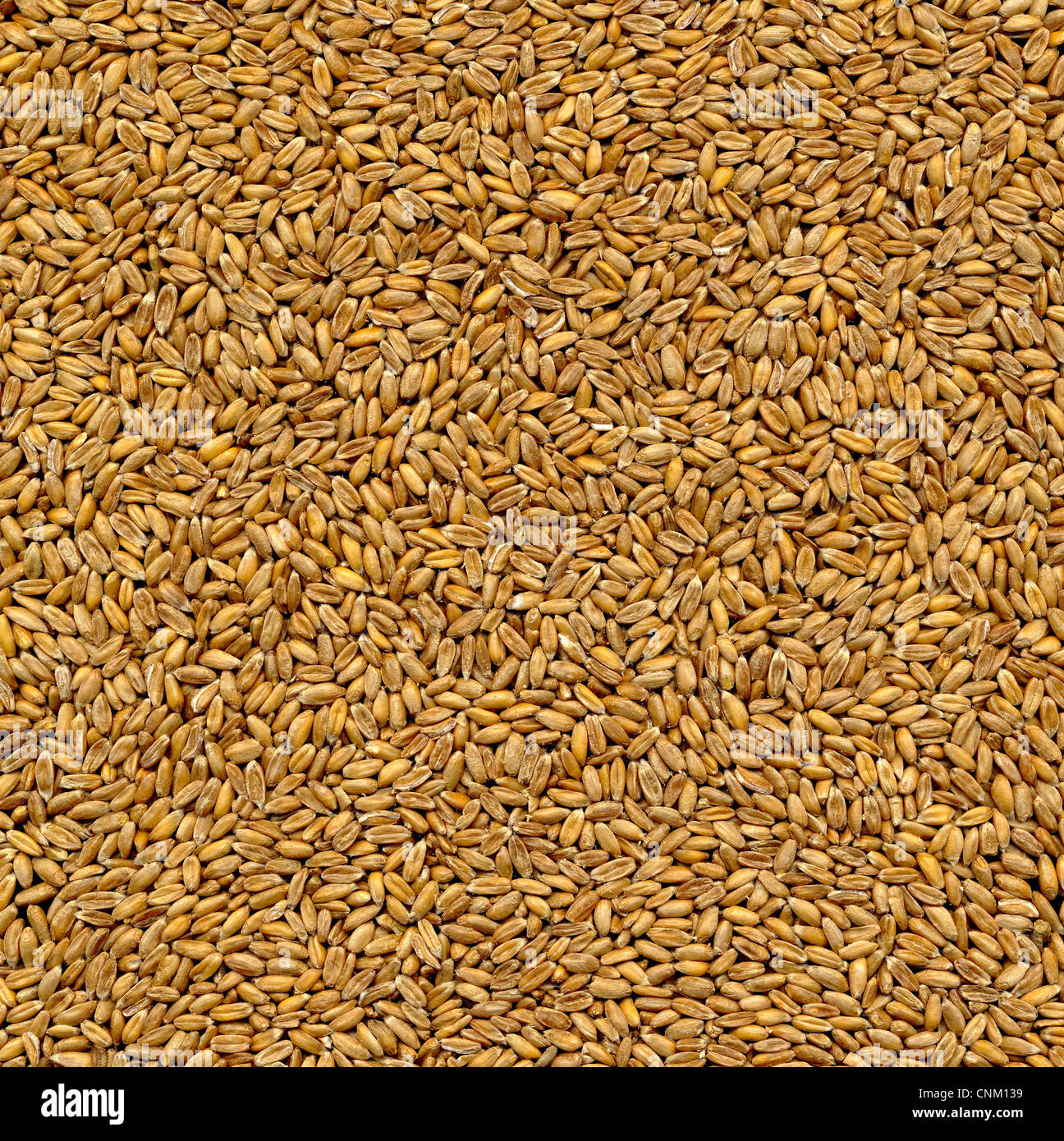 Lettering Bio on spelt, Dinkel Triticum aestivum subsp. spelta Stock Photo