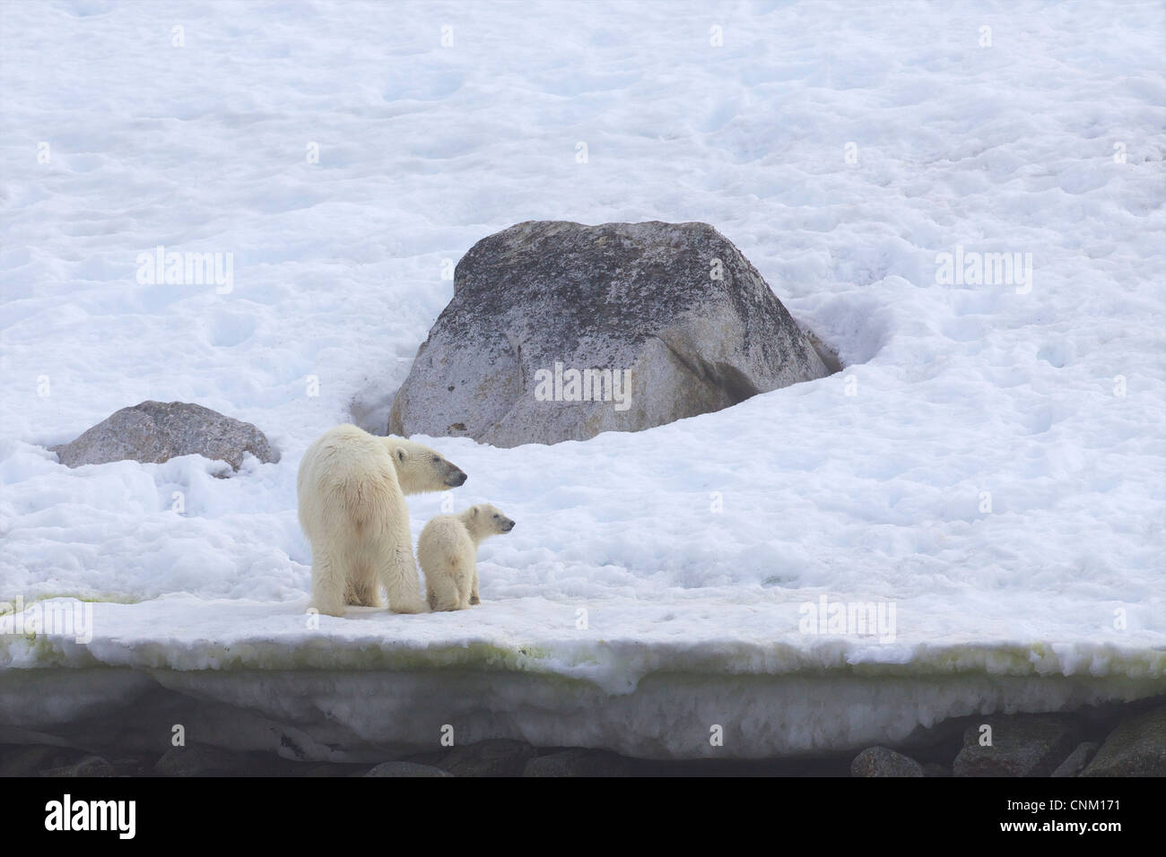 Polar bear mother and 6 month old cub in summer northern Spitzbergen, Svalbard, Arctic Norway, Europe Stock Photo