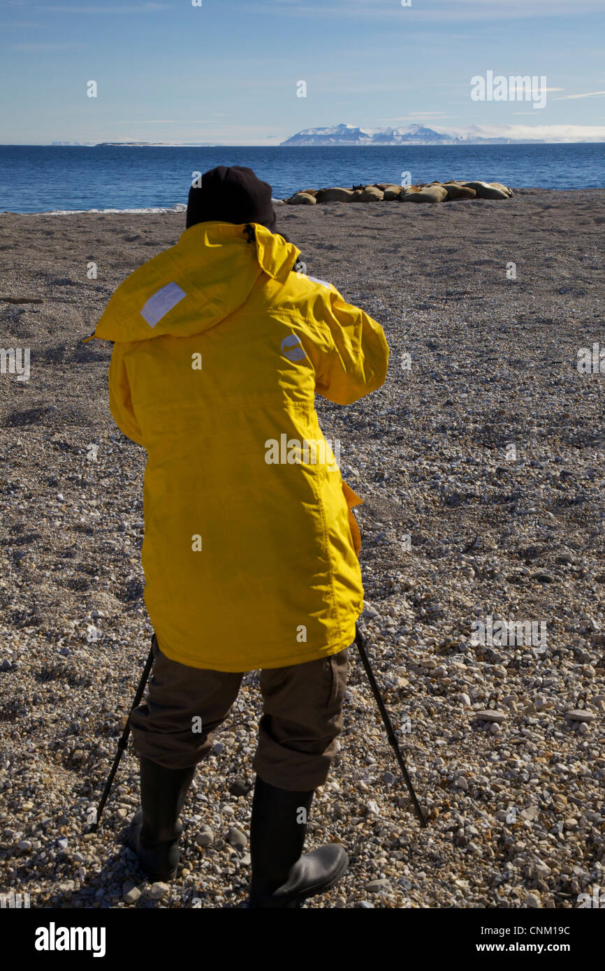 Tourist photographing a group of Walrus ashore in arctic summer sunshine, Toreliniset, Svalbard, Norway, Europe Stock Photo