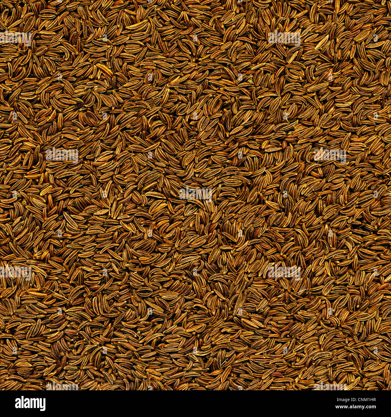 Caraway or cumin, Kümmel, botanisch Wiesenkümmel, Gemeiner Kümmel oder Echter Kümmel (Carum carvi), spice Stock Photo