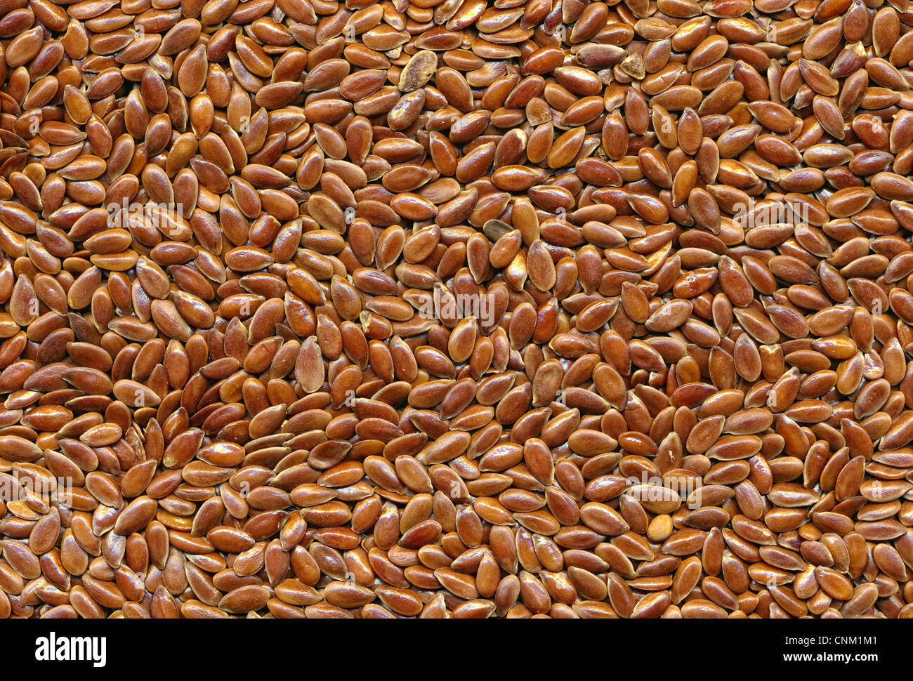 Brown flax seed, Leinsaat, brauner Leinsamen, Samen des Flachses (Gemeiner Lein, Linum usitatissimum) Stock Photo