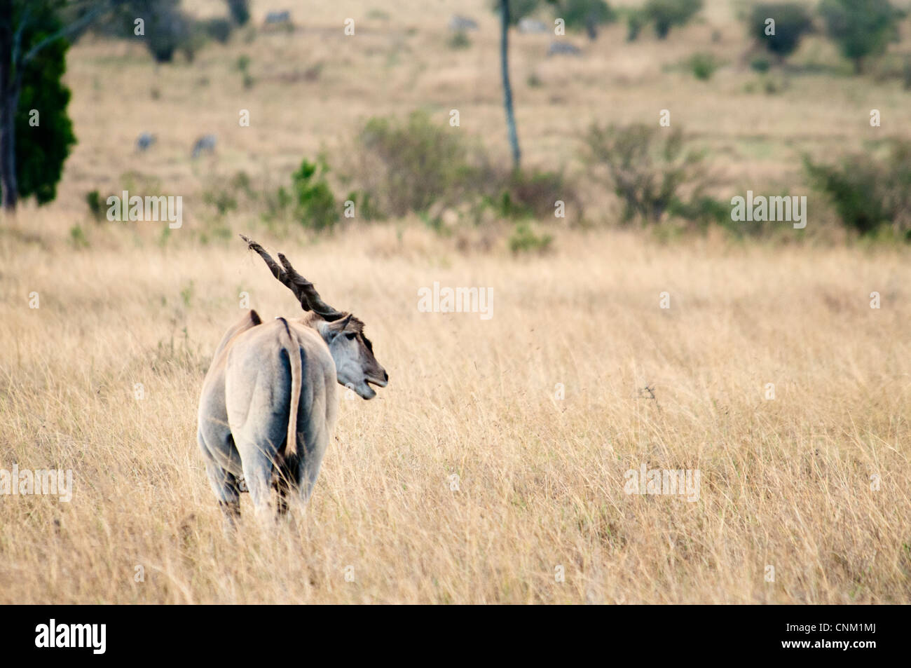 Adult, wild Eland, Tragelaphus gryx, Masai Mara National Reserve, Kenya, East Africa Stock Photo