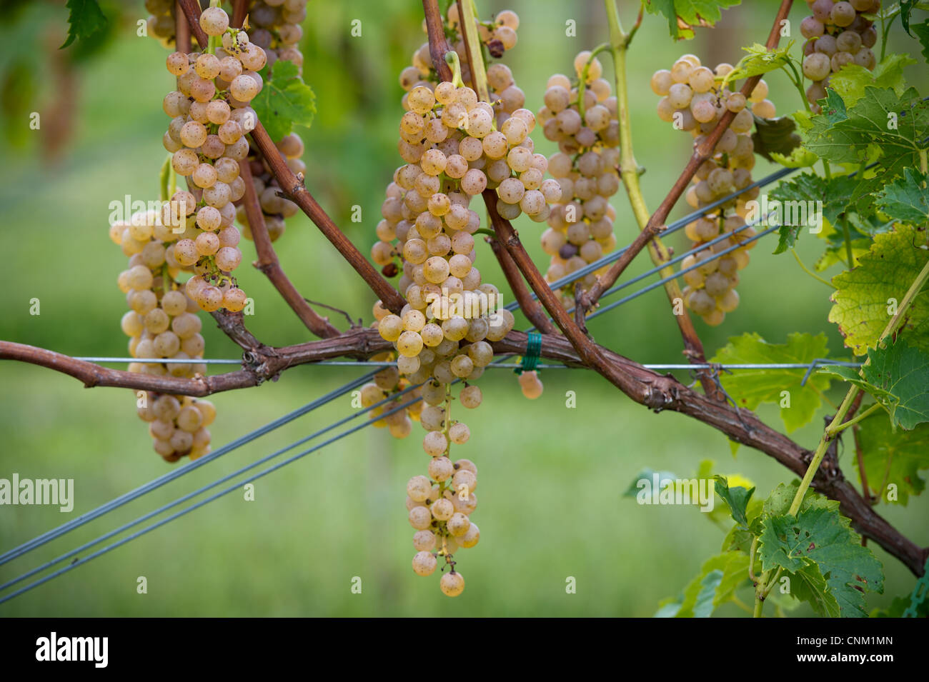 White grapes hanging from the vine and fencing coming through the fruit to support the plant on