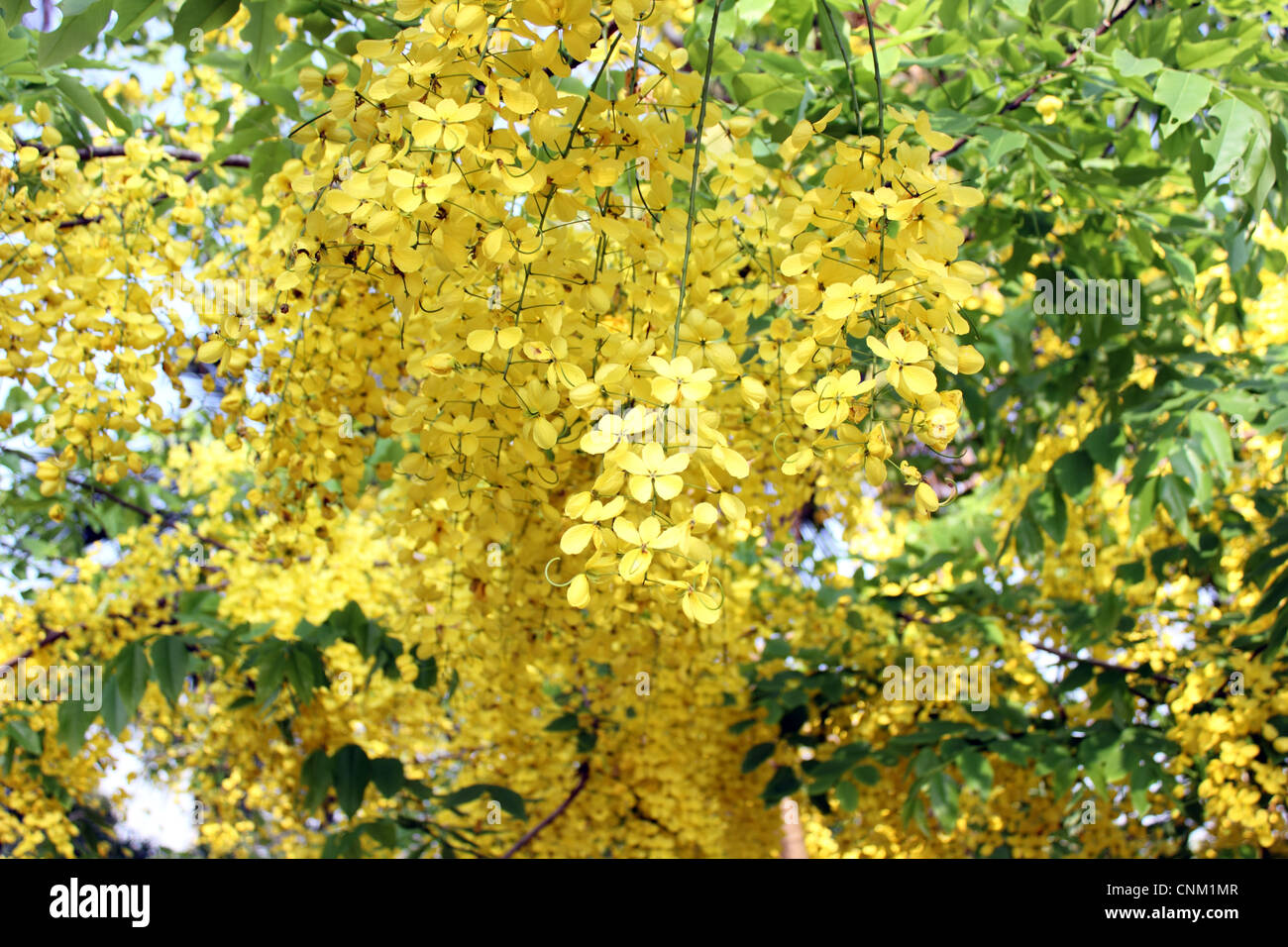 Flowers of cassia fistula or golden shower tree Stock Photo   Alamy