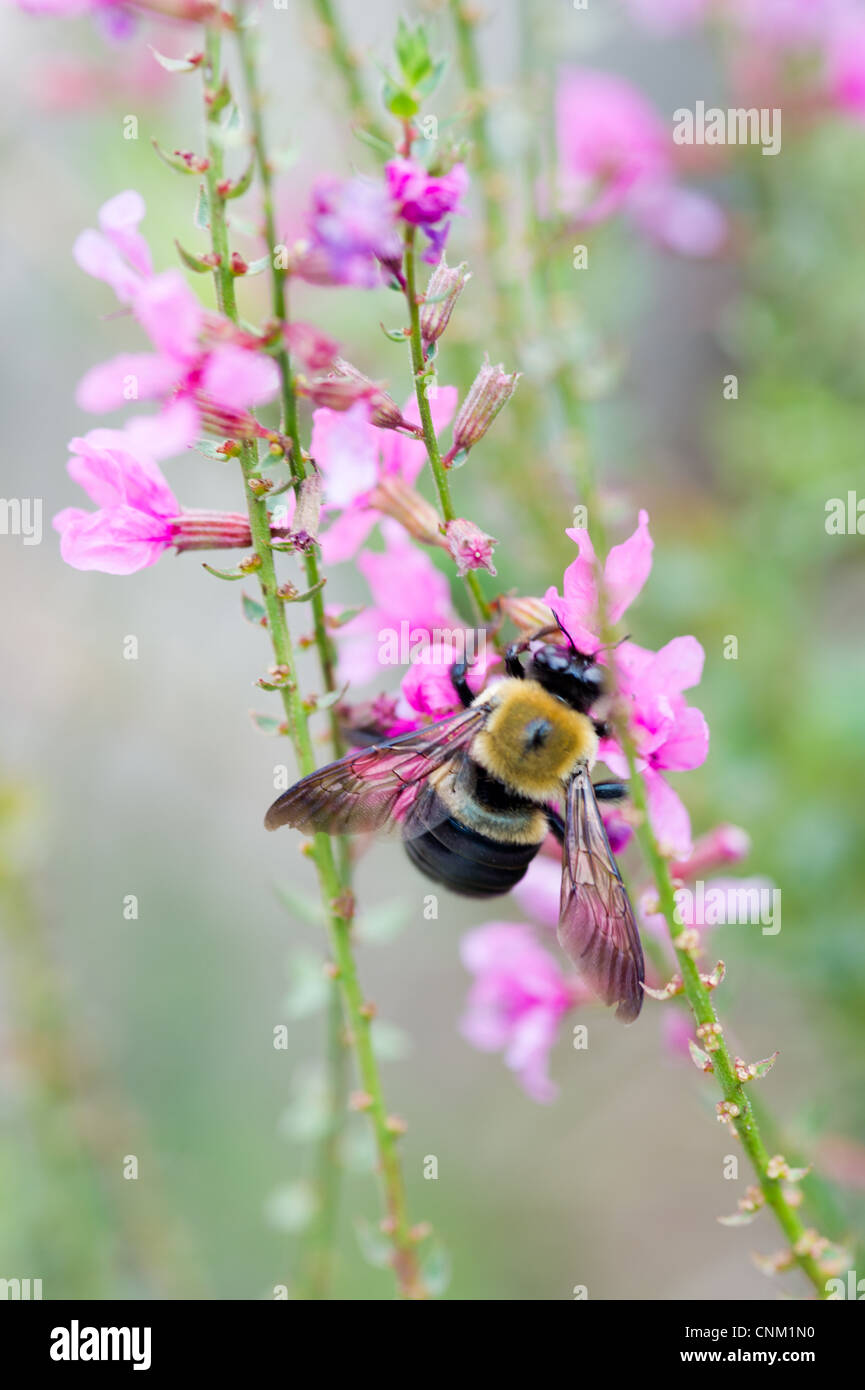 Bumble bee resting on the stem of a flower in a flower garden Stock Photo
