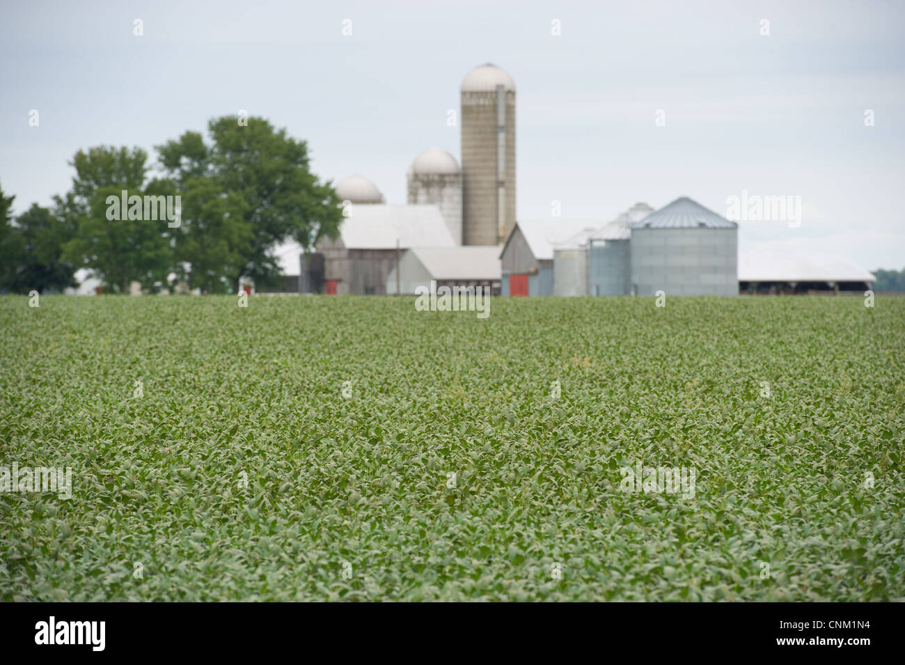 Planting bean plants hi-res stock photography and images - Alamy