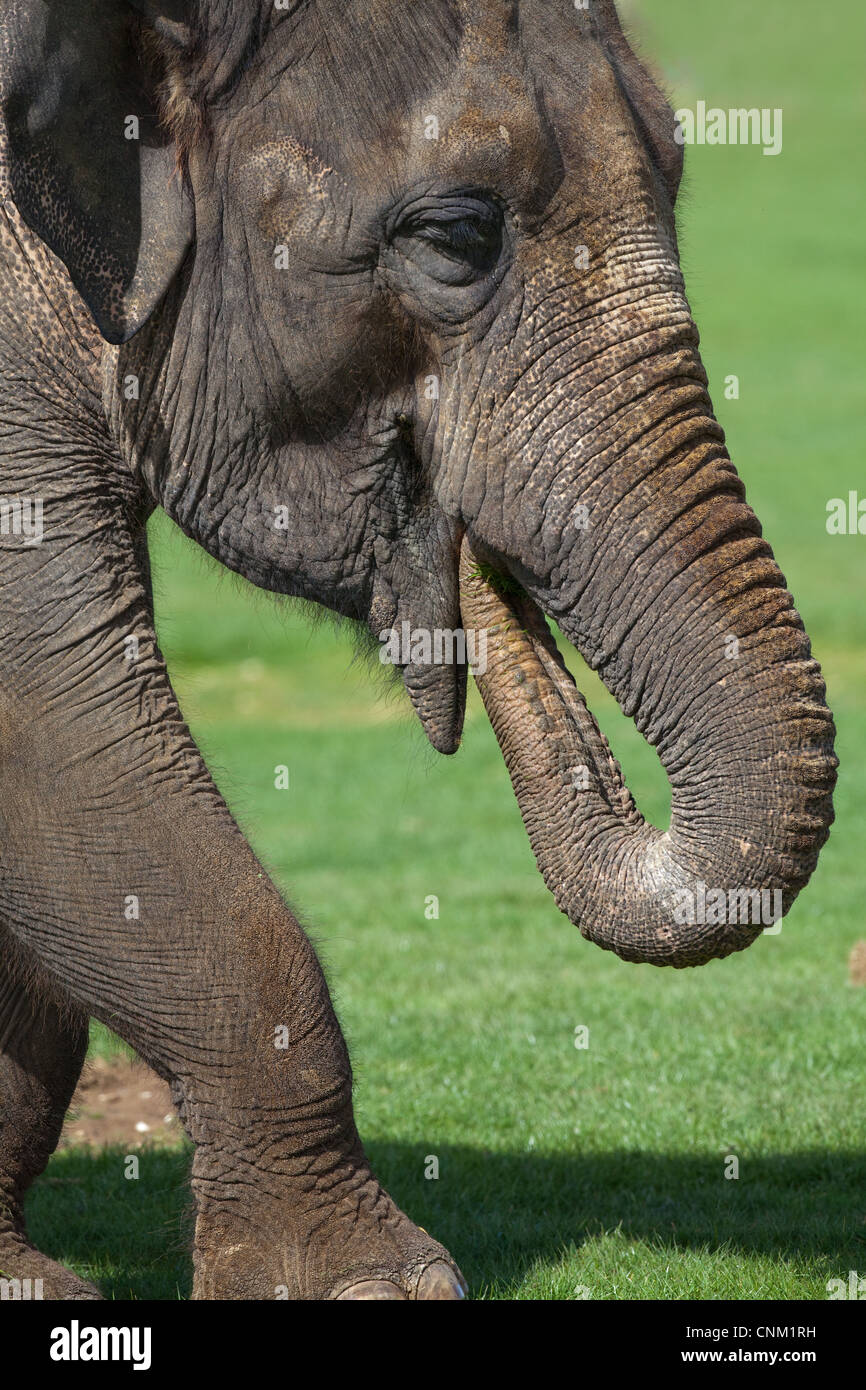 Asian Elephant Trunks Have Multiple Functions Stock Photo 476104288